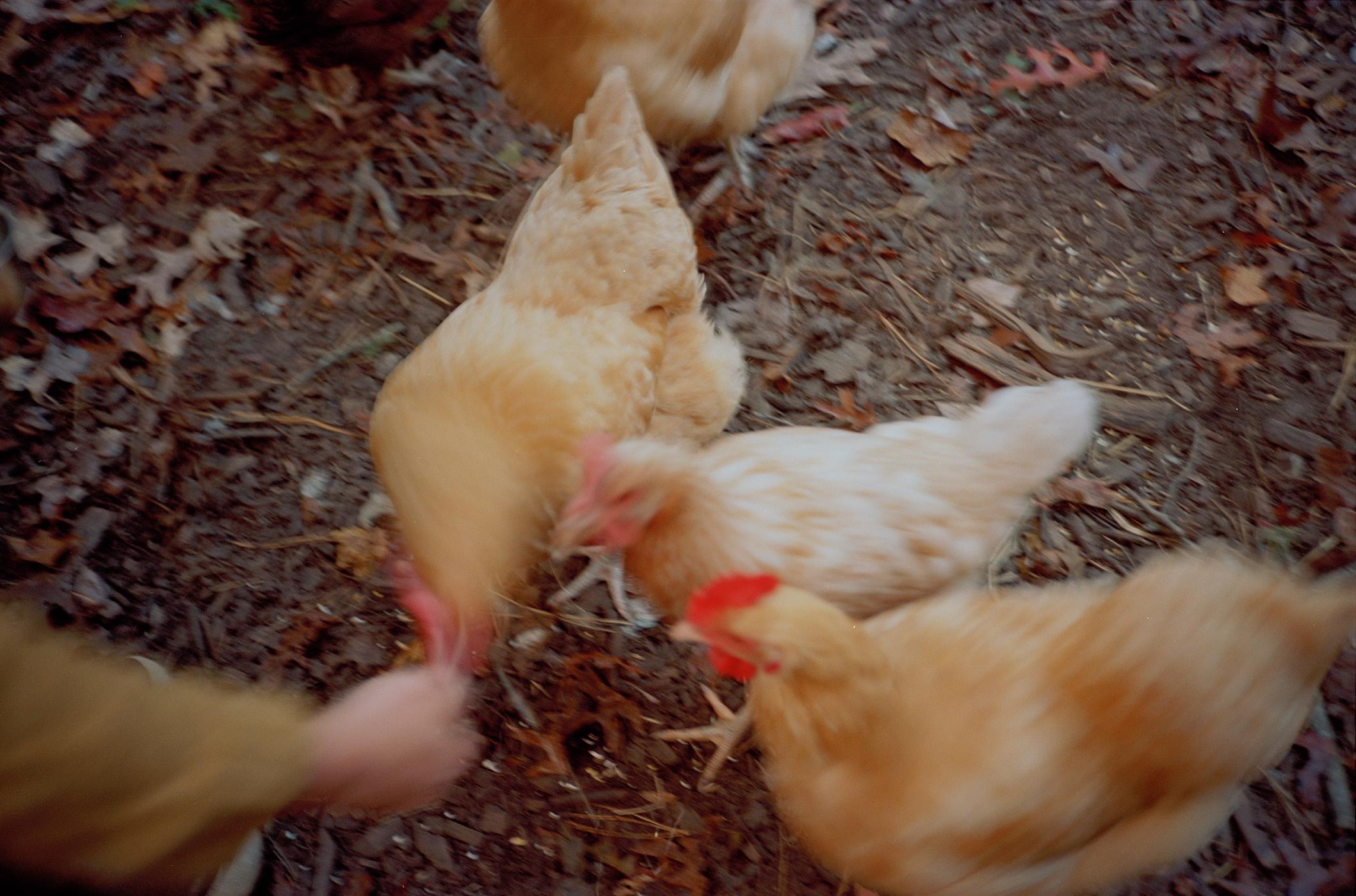 Chickens pecking at ground covered in autumn leaves