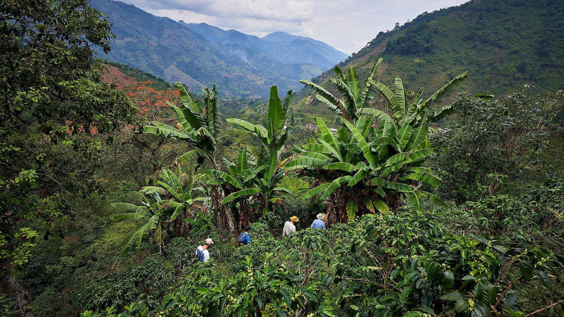 Coffee farm workers in mountainous tropical landscape with banana trees and lush green hills