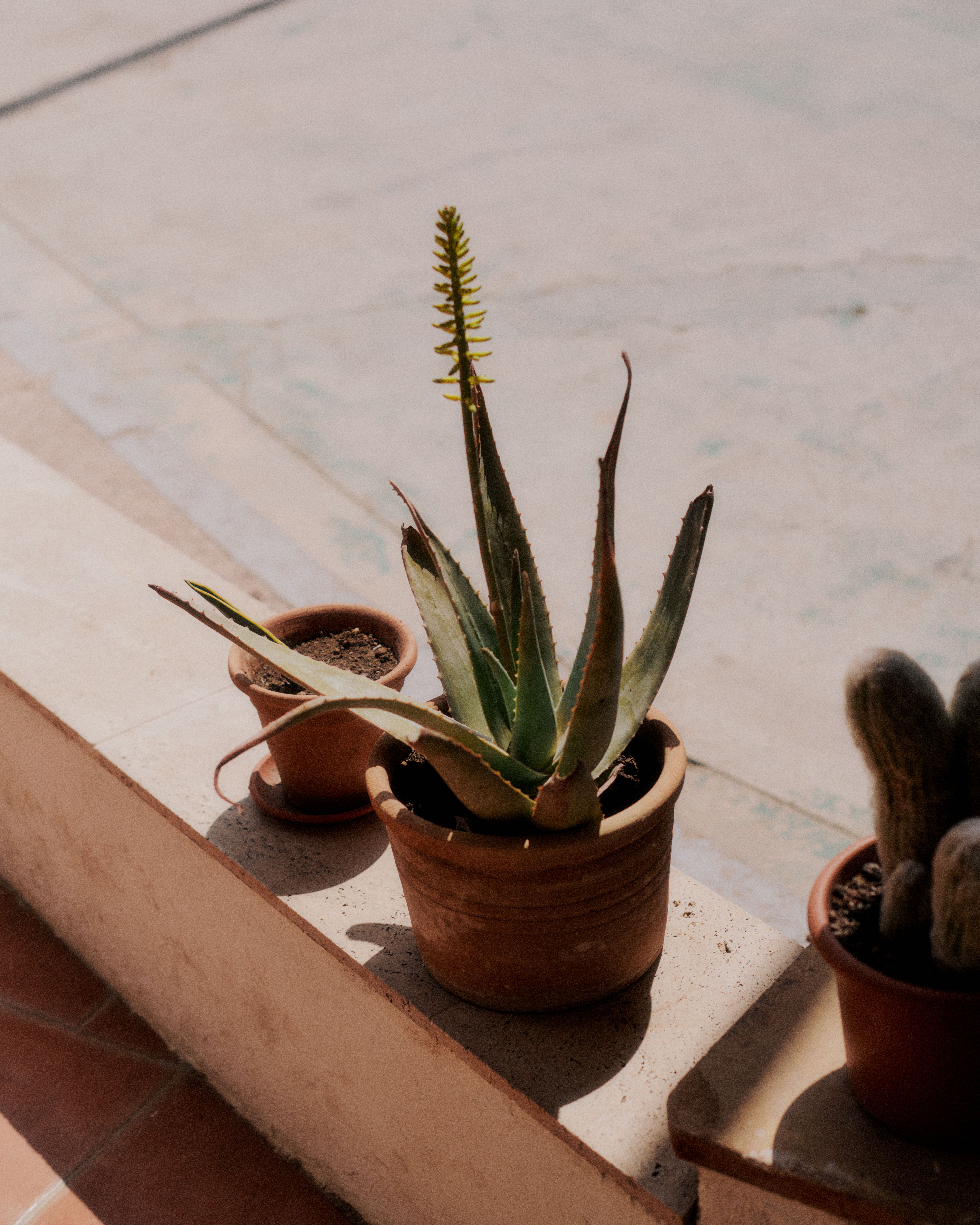 Potted succulent plants on concrete steps in warm sunlight