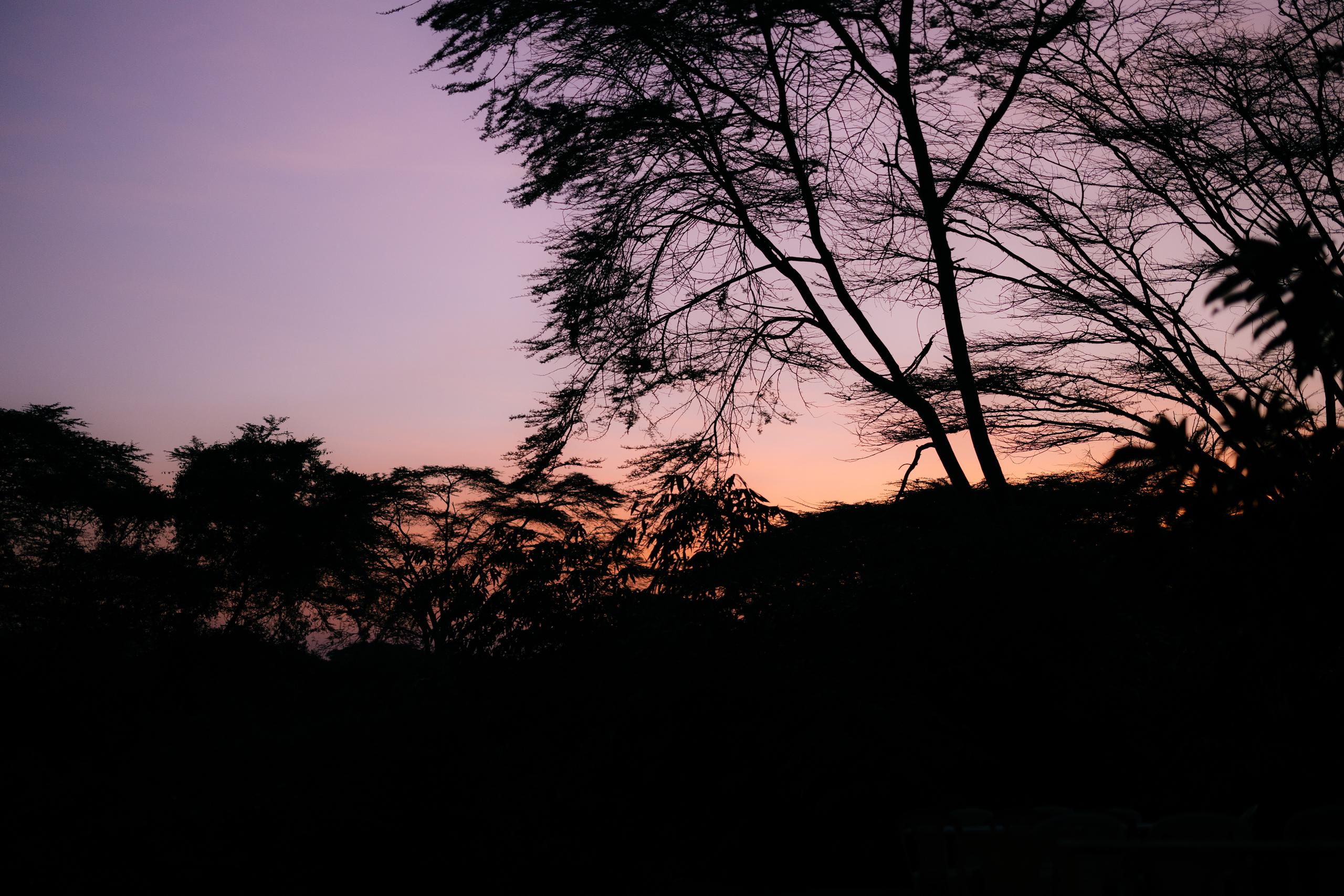 Silhouetted trees against purple and pink sunset sky during Migration Gravel Race