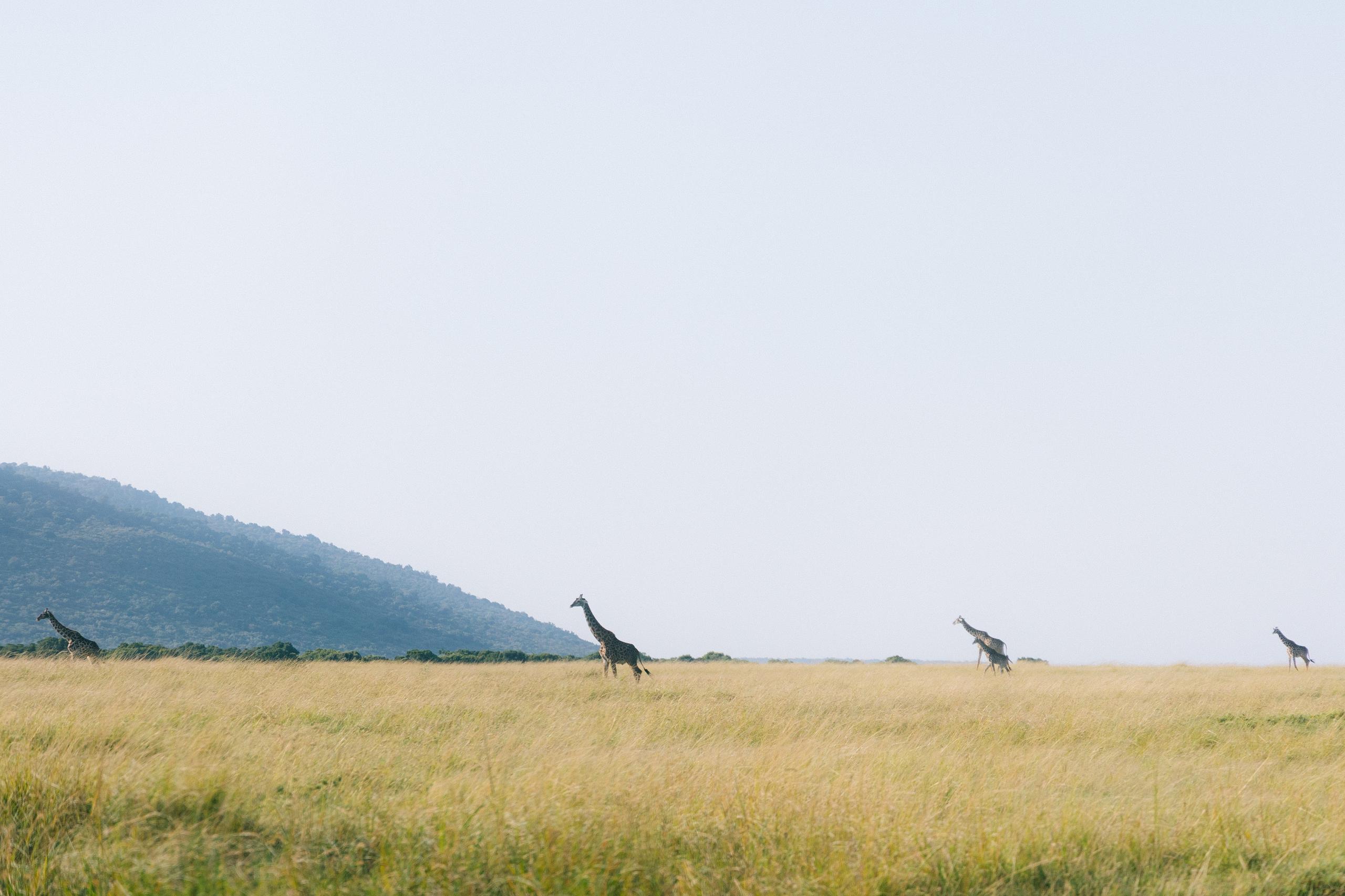 Giraffes grazing in golden grassland with hills in background
