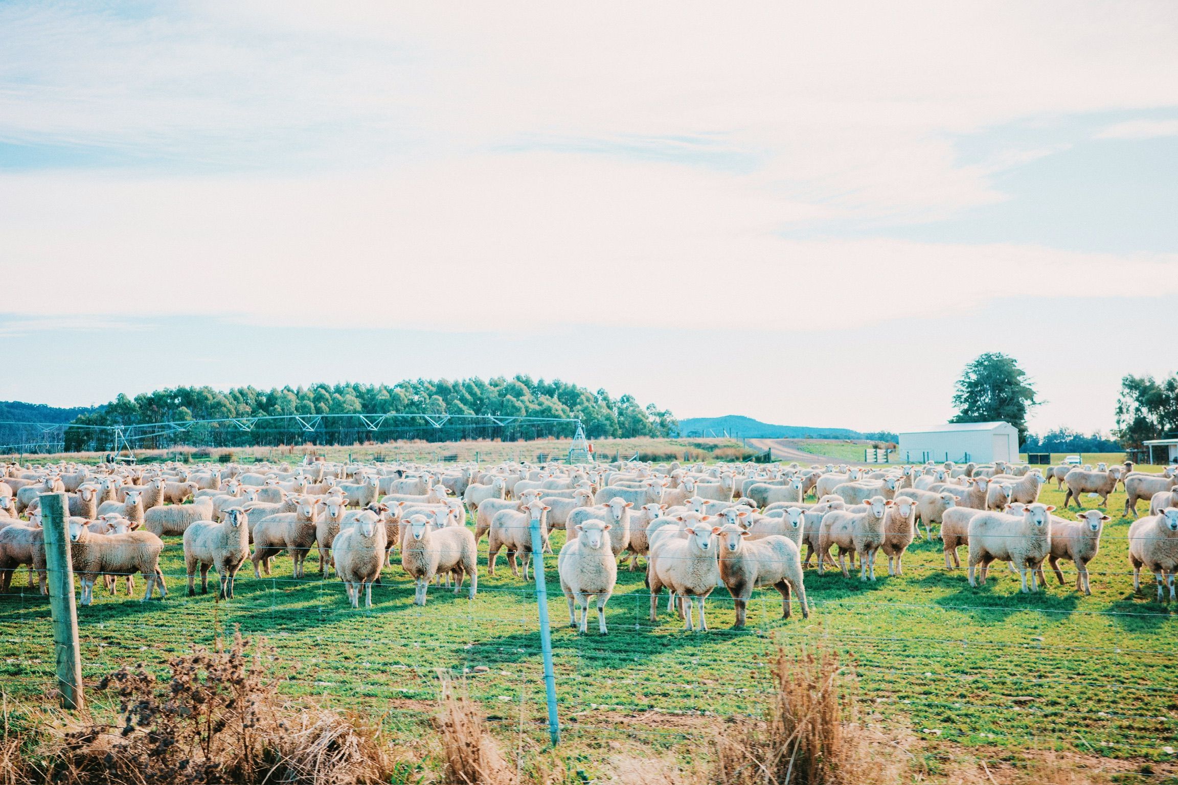 Flock of sheep grazing in pastoral Tasmanian countryside with rolling hills and cloudy sky