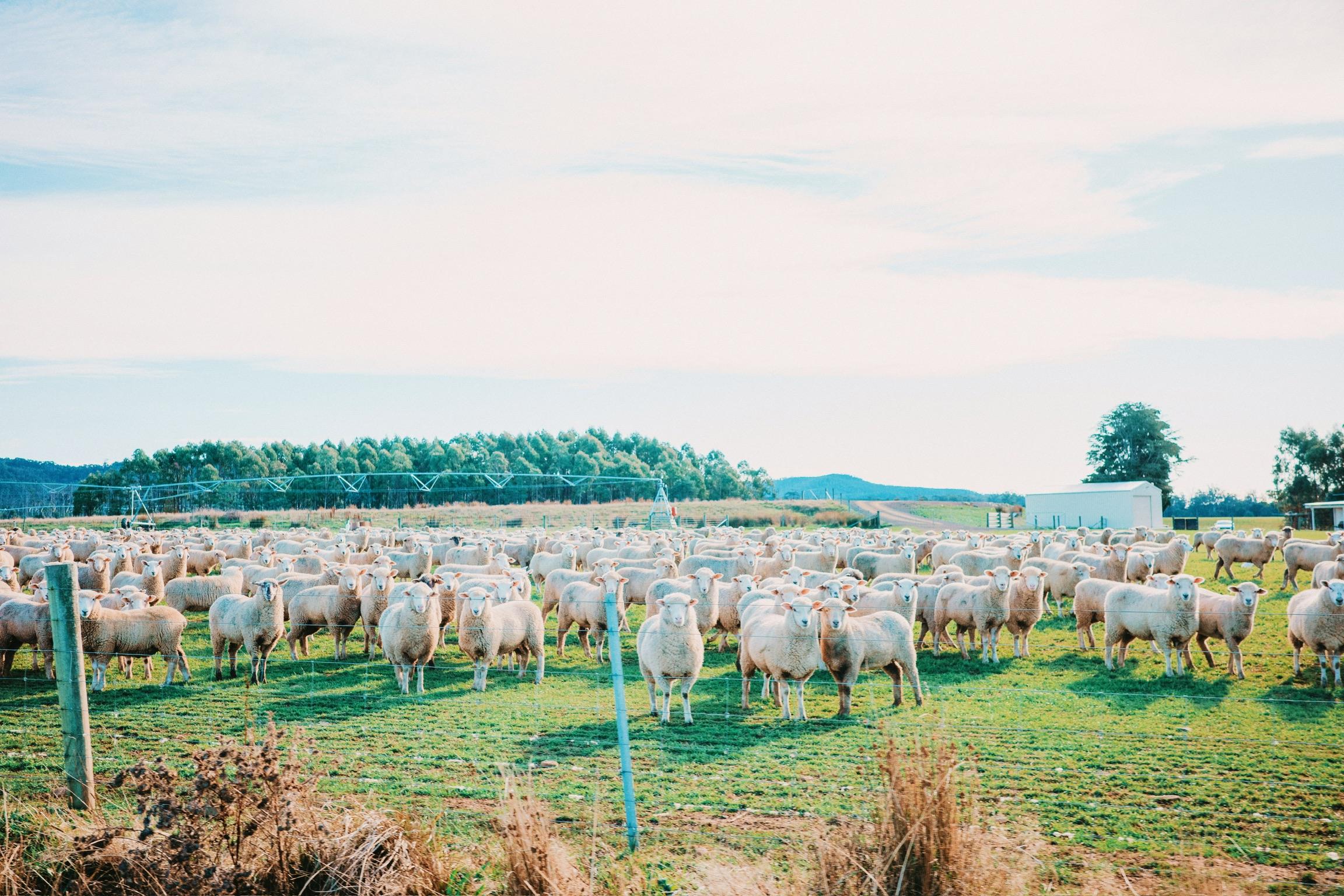 Flock of sheep grazing in pastoral Tasmanian countryside with rolling hills and cloudy sky
