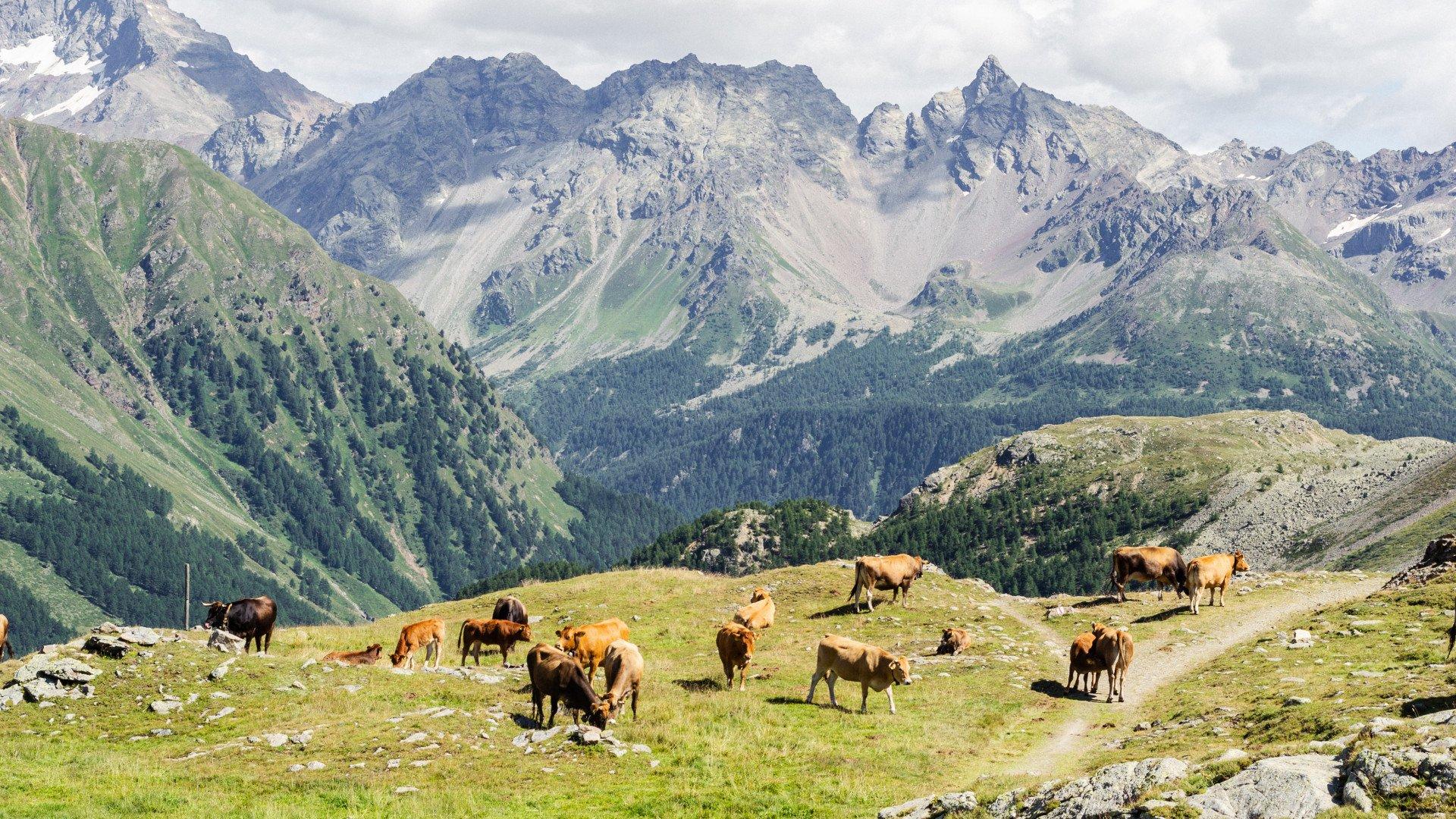 Cattle grazing on mountain pasture with alpine peaks in background