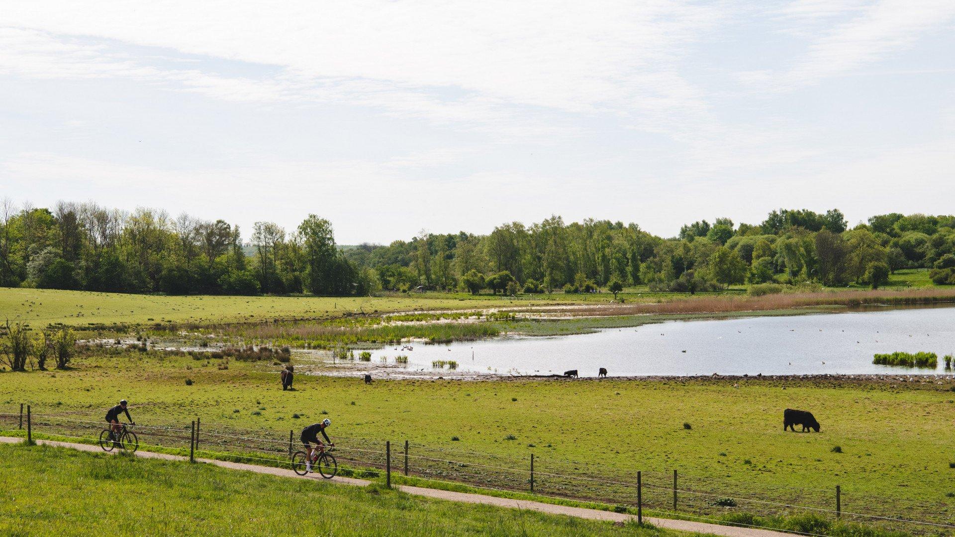 Two cyclists riding along rural path beside green pastures with lake and cattle in background