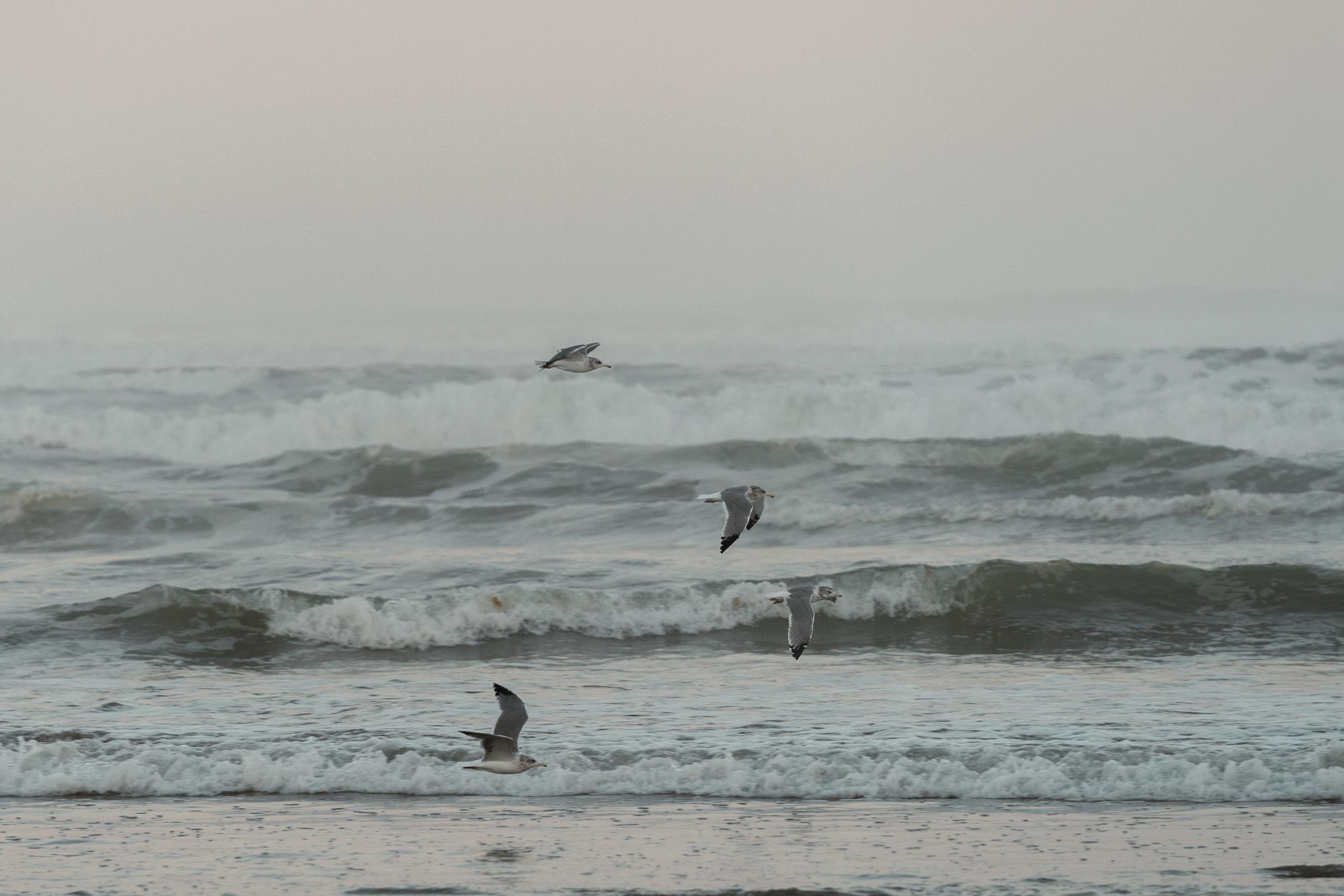 Seagulls flying over ocean waves on overcast beach