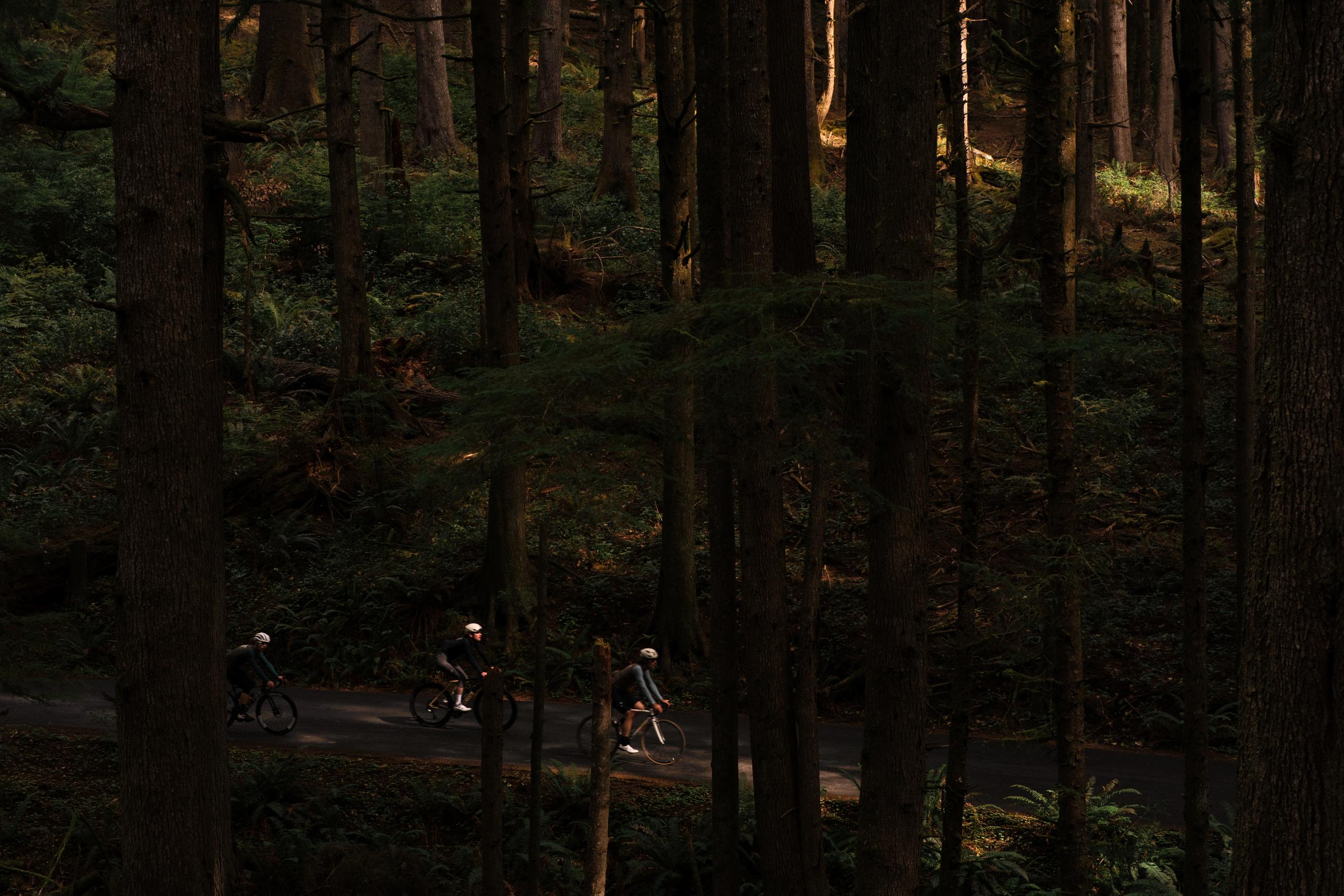 Three cyclists riding through a dense forest on a tree-lined road with dappled sunlight