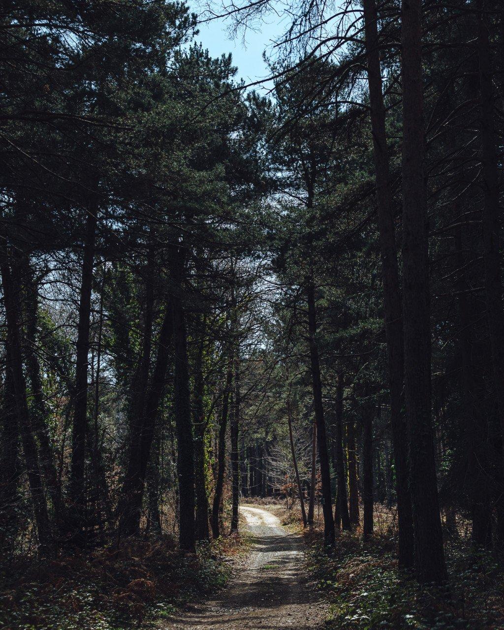Forest trail winding through trees in Girona gravel cycling terrain