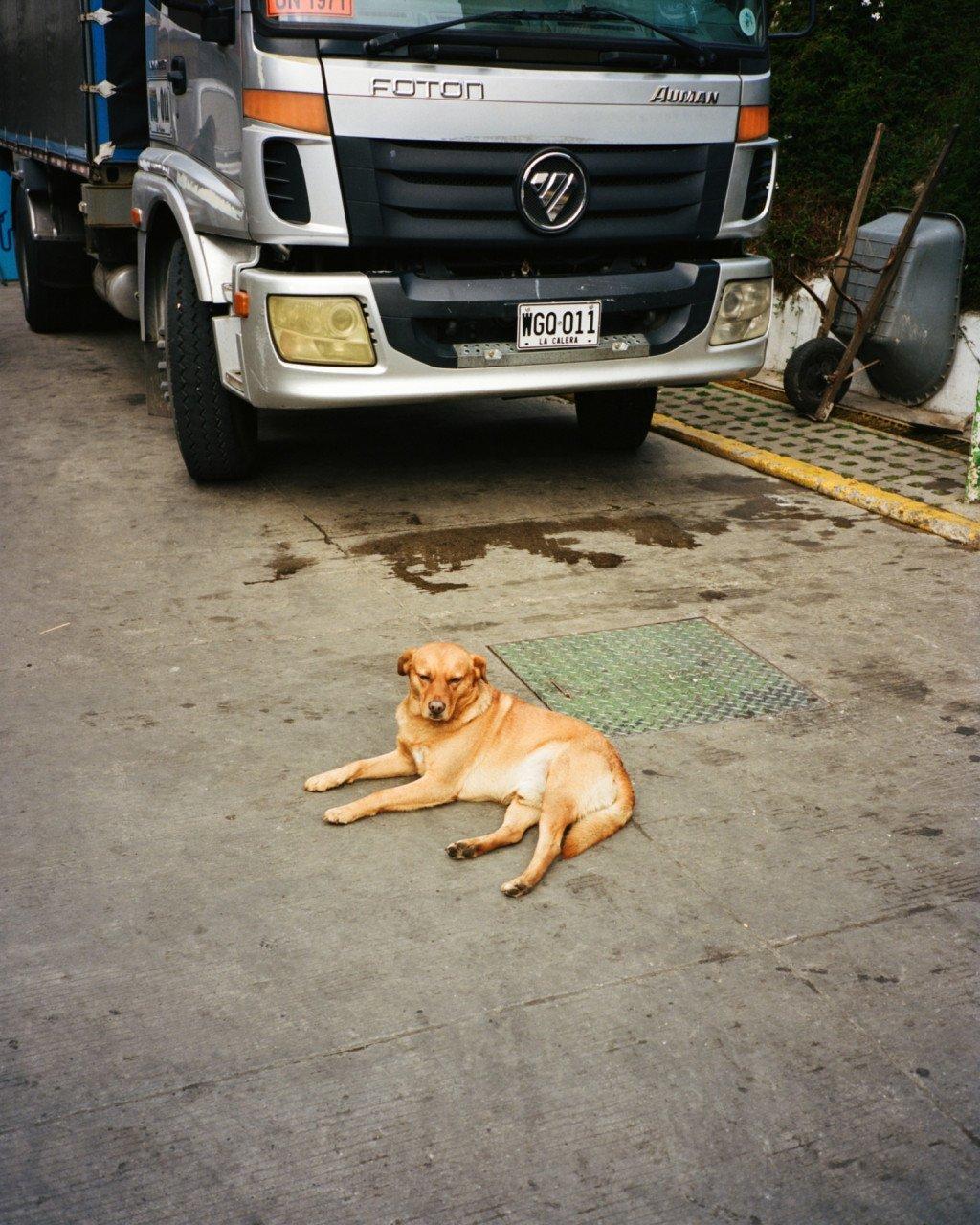 Street dog resting on pavement in front of white commercial truck in Colombia