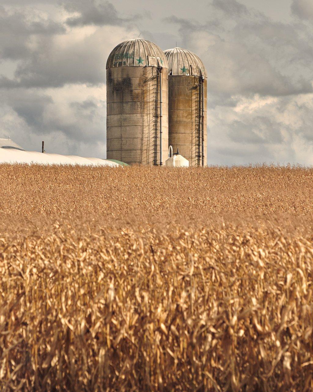 Farm silos in golden cornfield under cloudy sky
