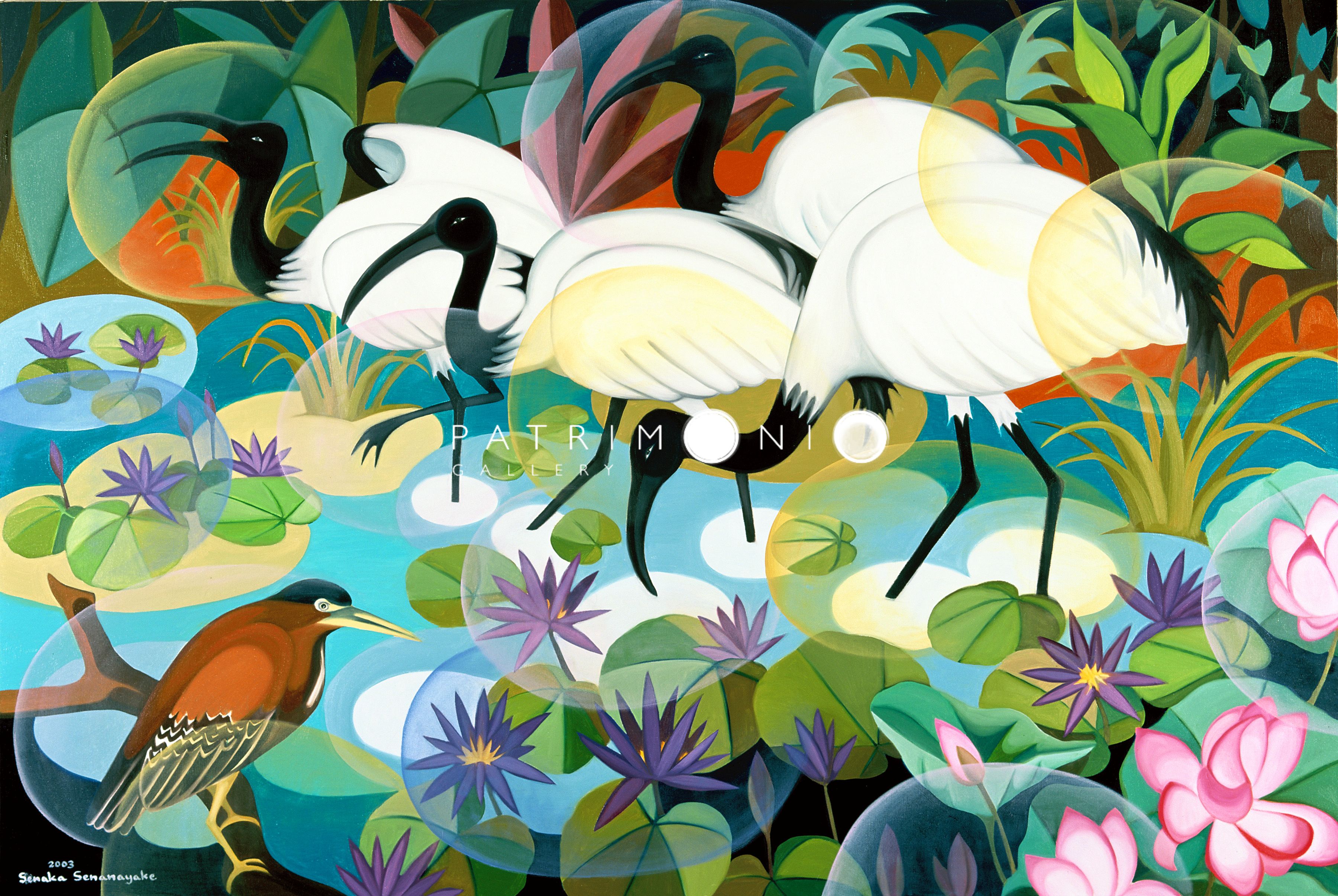 Water Birds Of Kumana