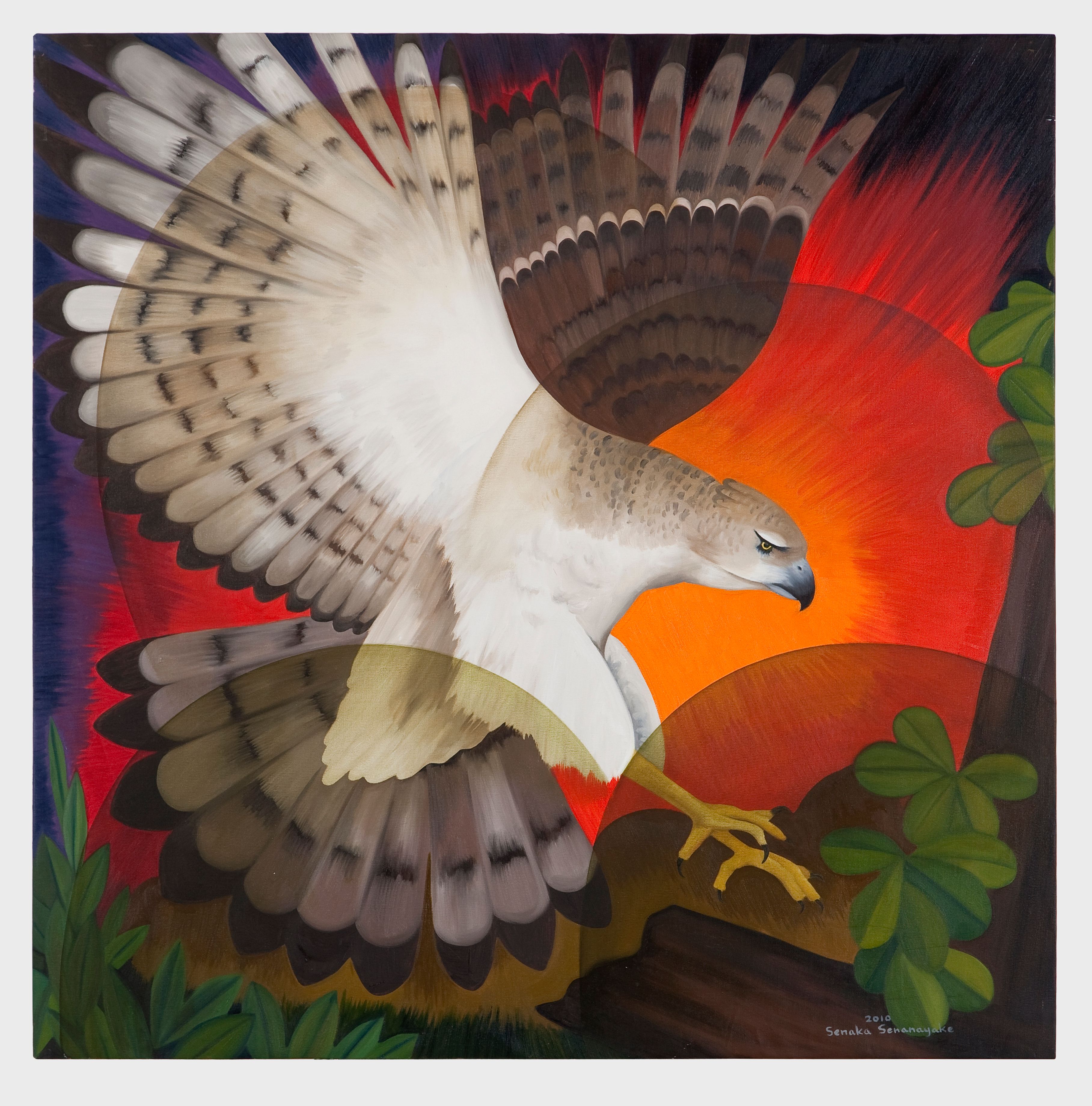 New Guinea Harpy Eagle