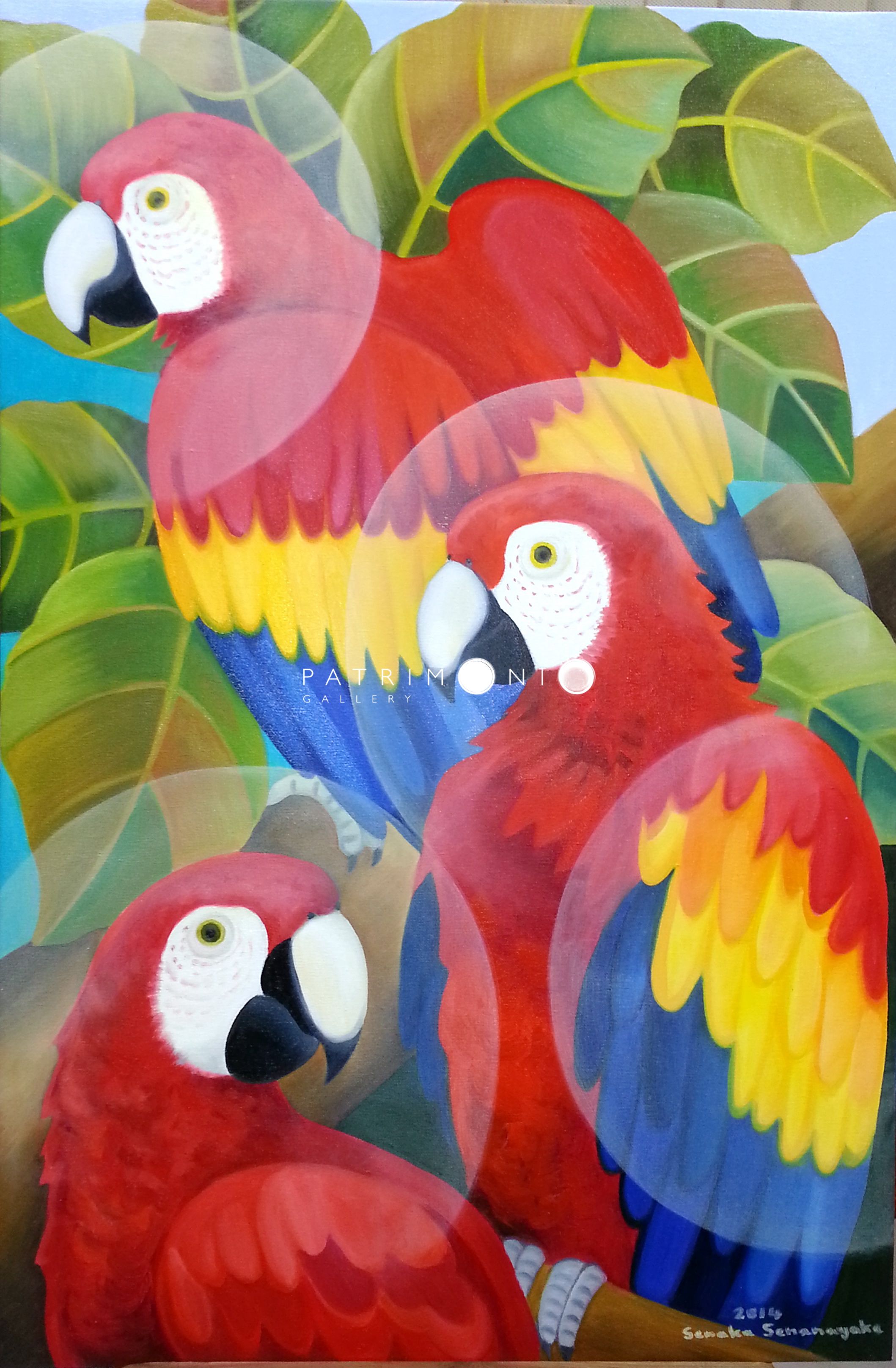 Macaws