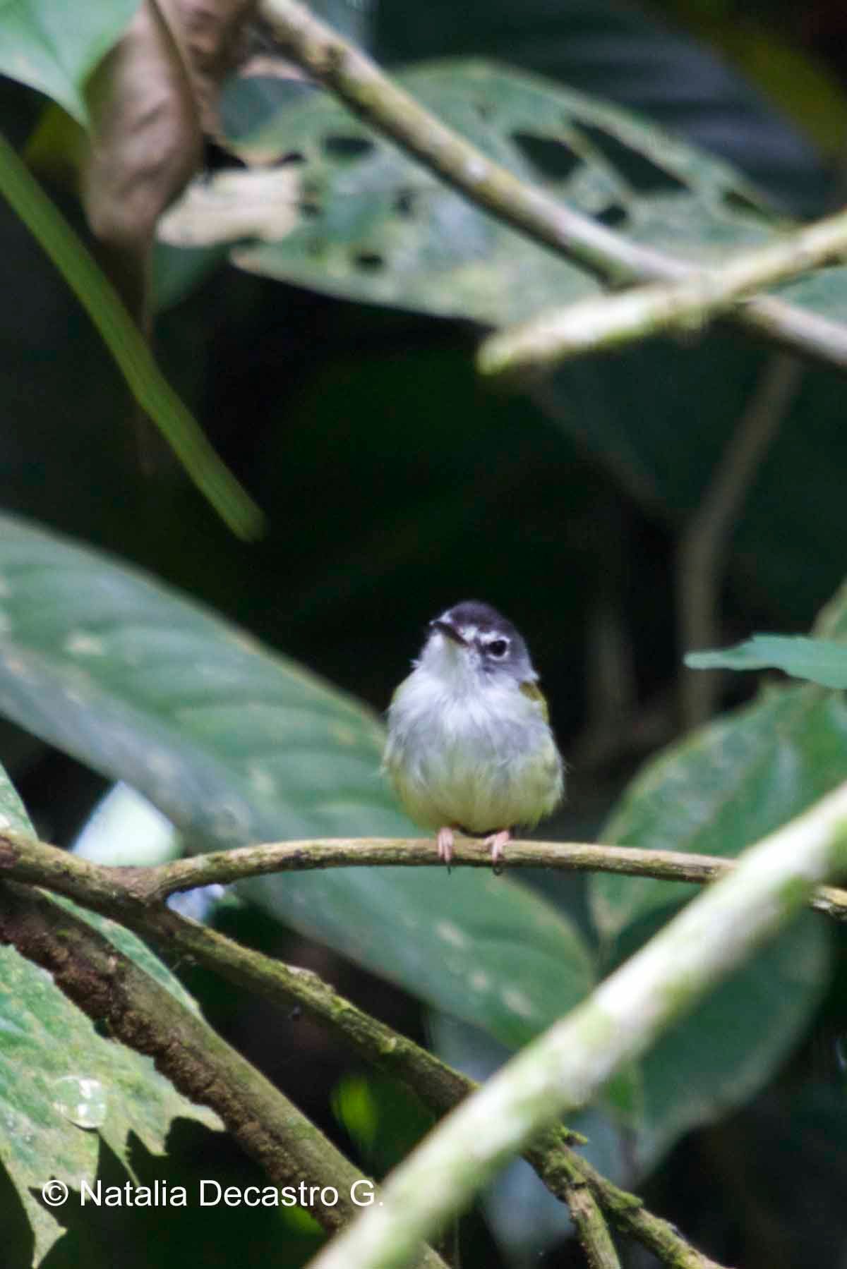 Sweet little ball of feathers