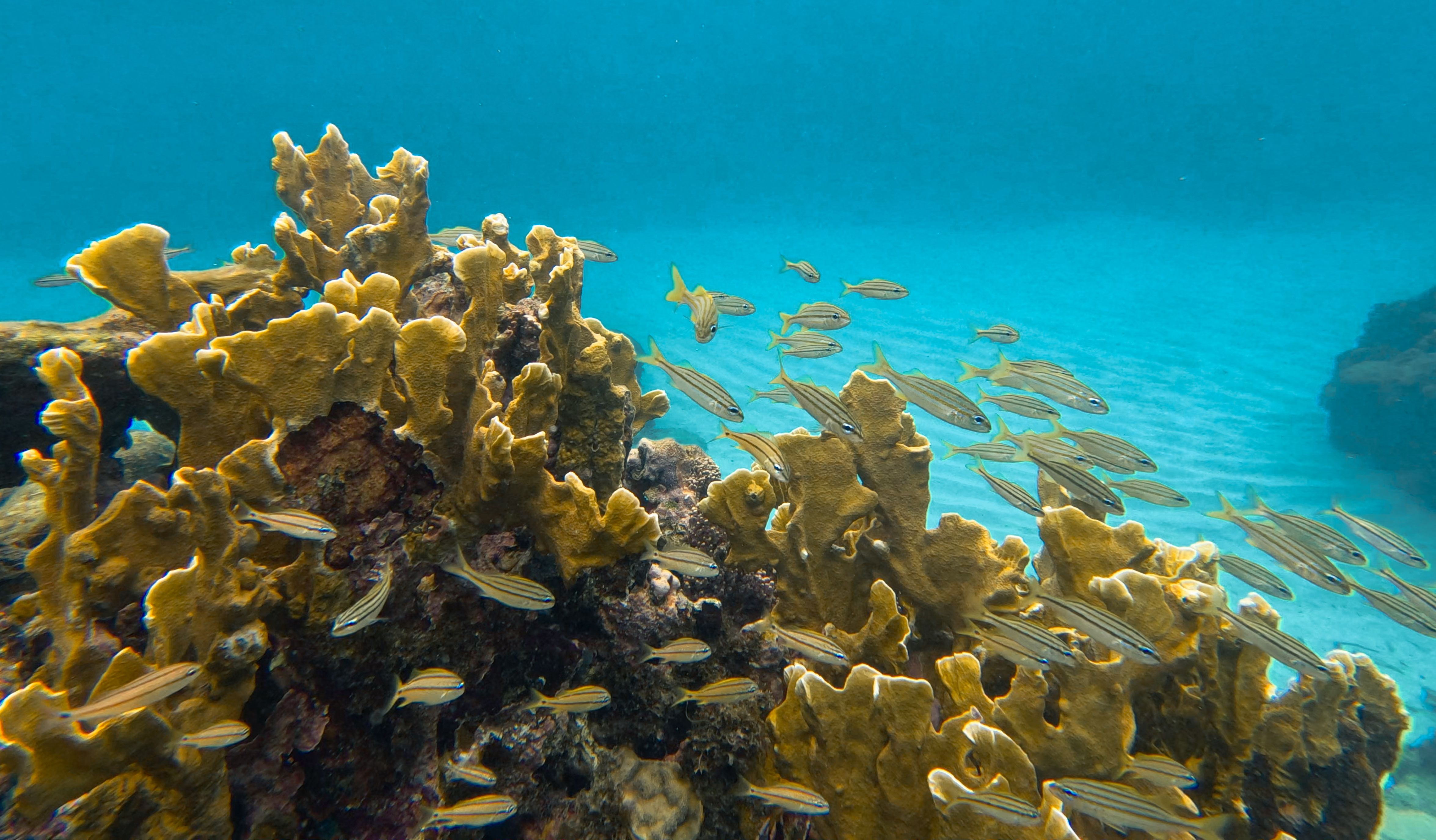 Explore the marine life of bocas del Toro