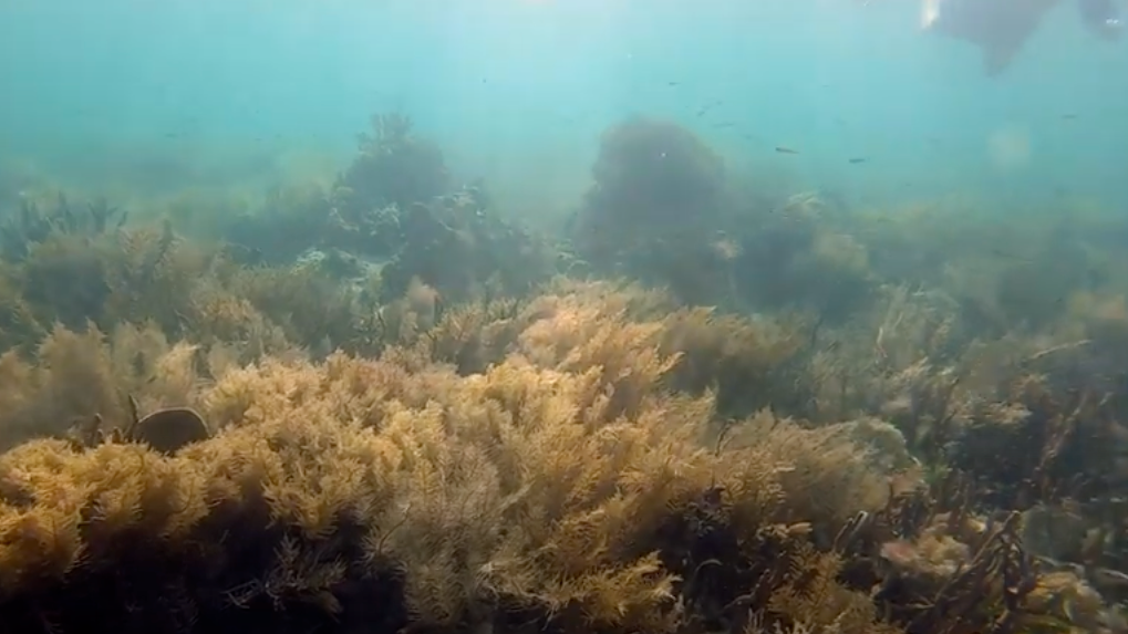 Bocas del Toro Snorkeling Video