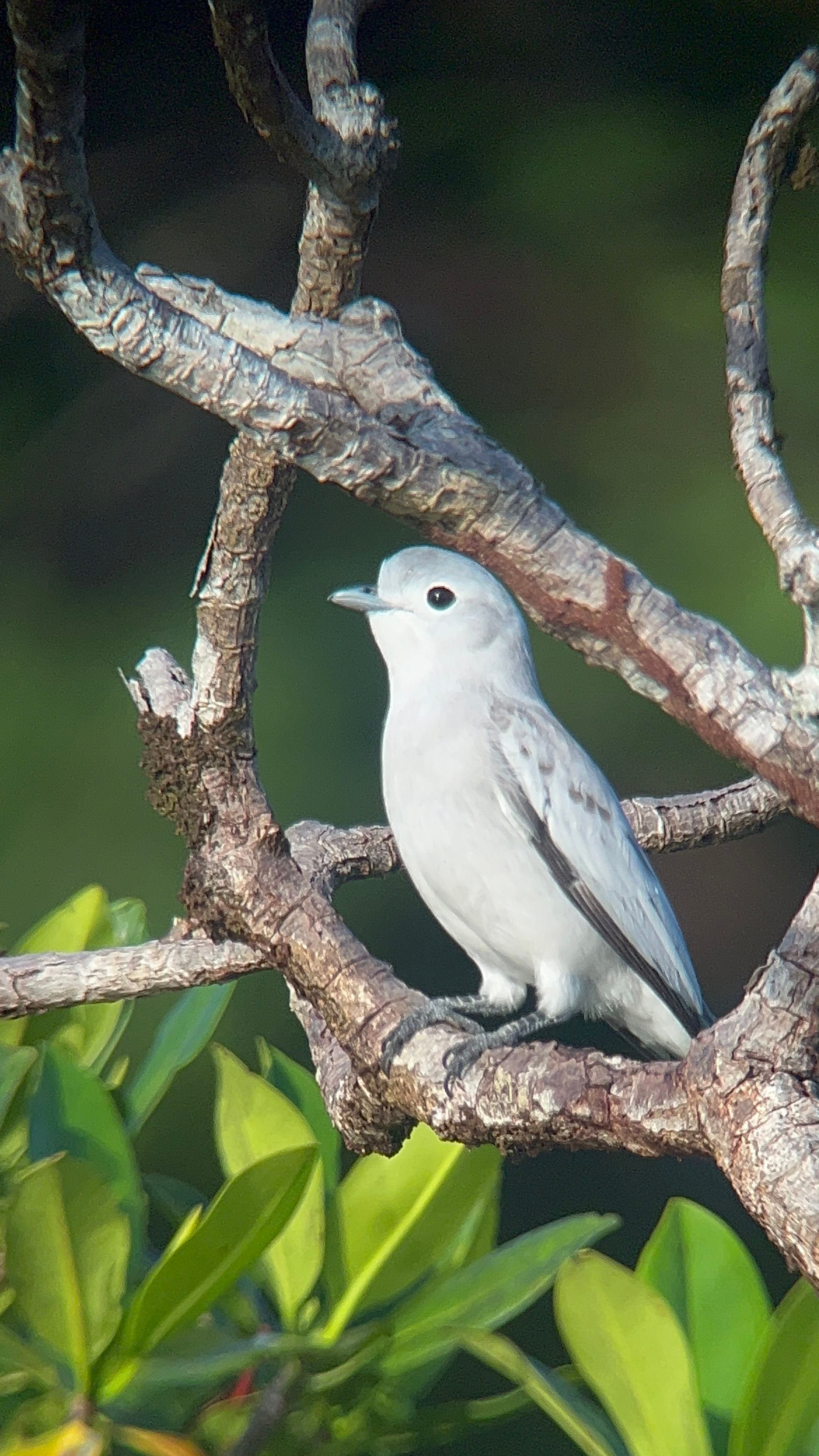 snowy cotinga