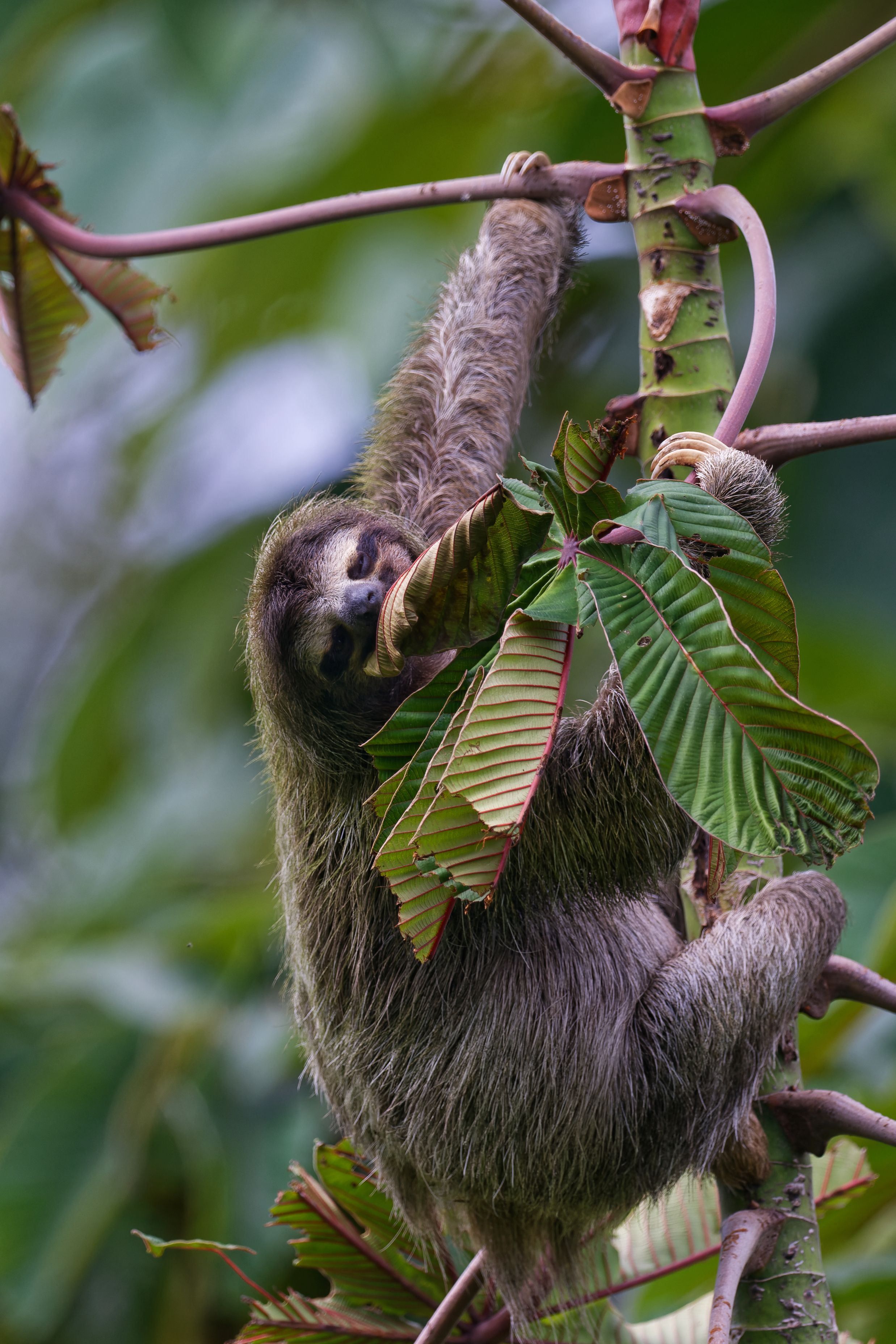 Day Tour Sloth Bocas del Toro