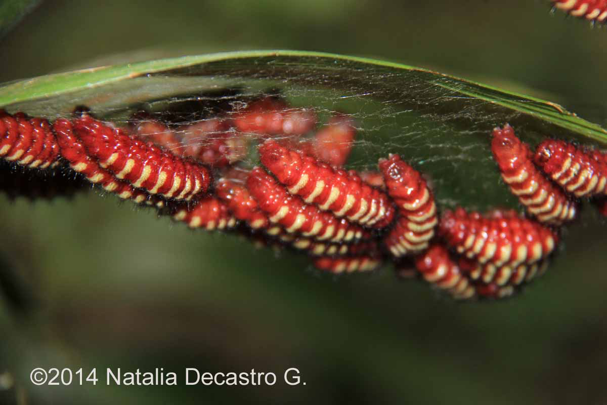 White-tipped Cycadian larvae about to turn into pupa by Natalia Decastro G