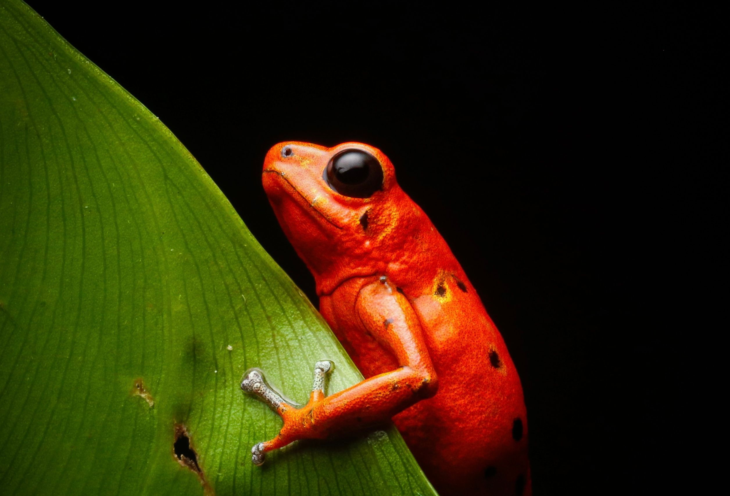 red frog