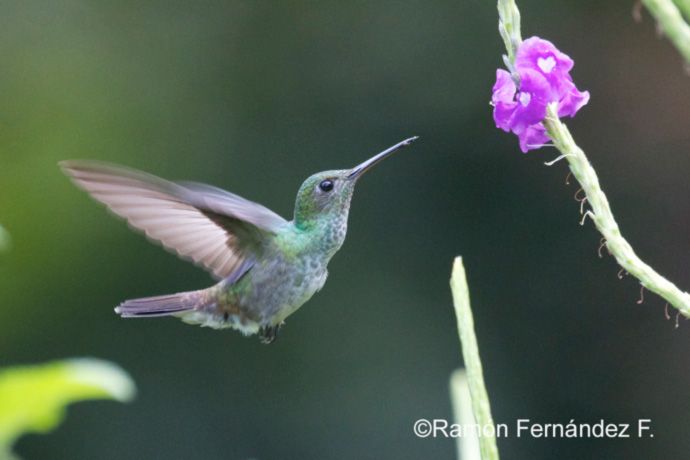 Wildlife magnet:  Verbena