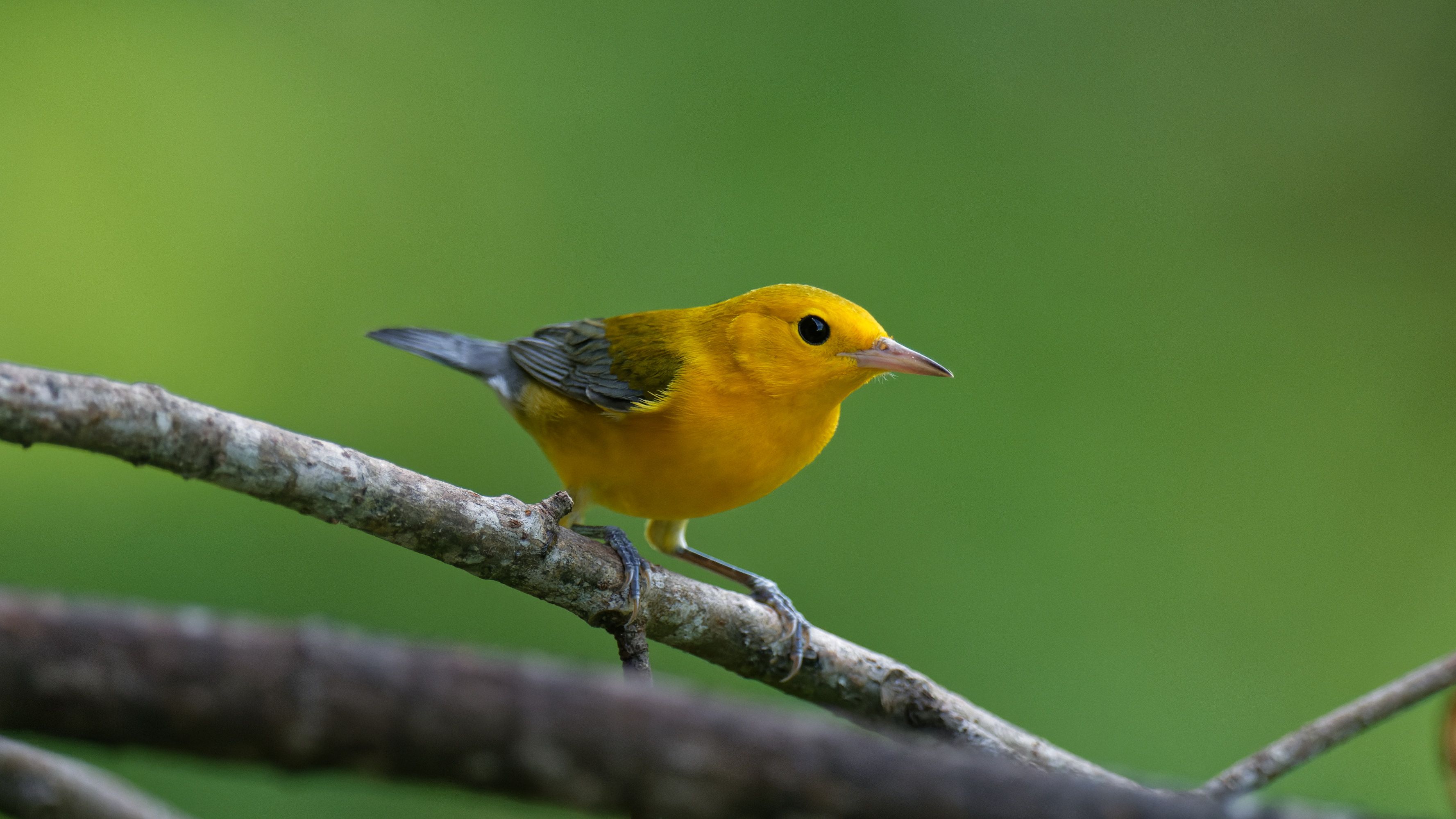 Birdwatching Panama National Park