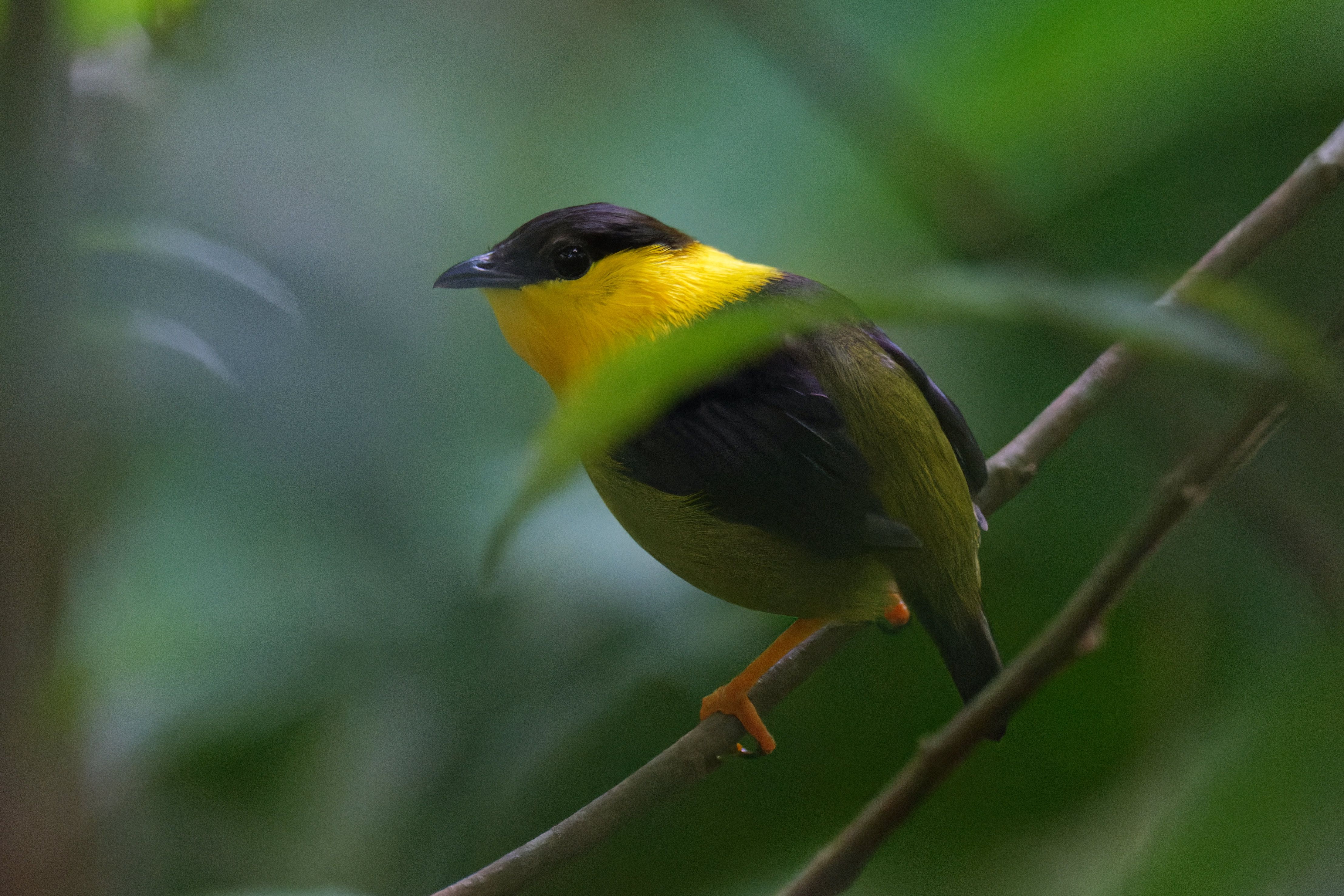 golden-collared-manakin