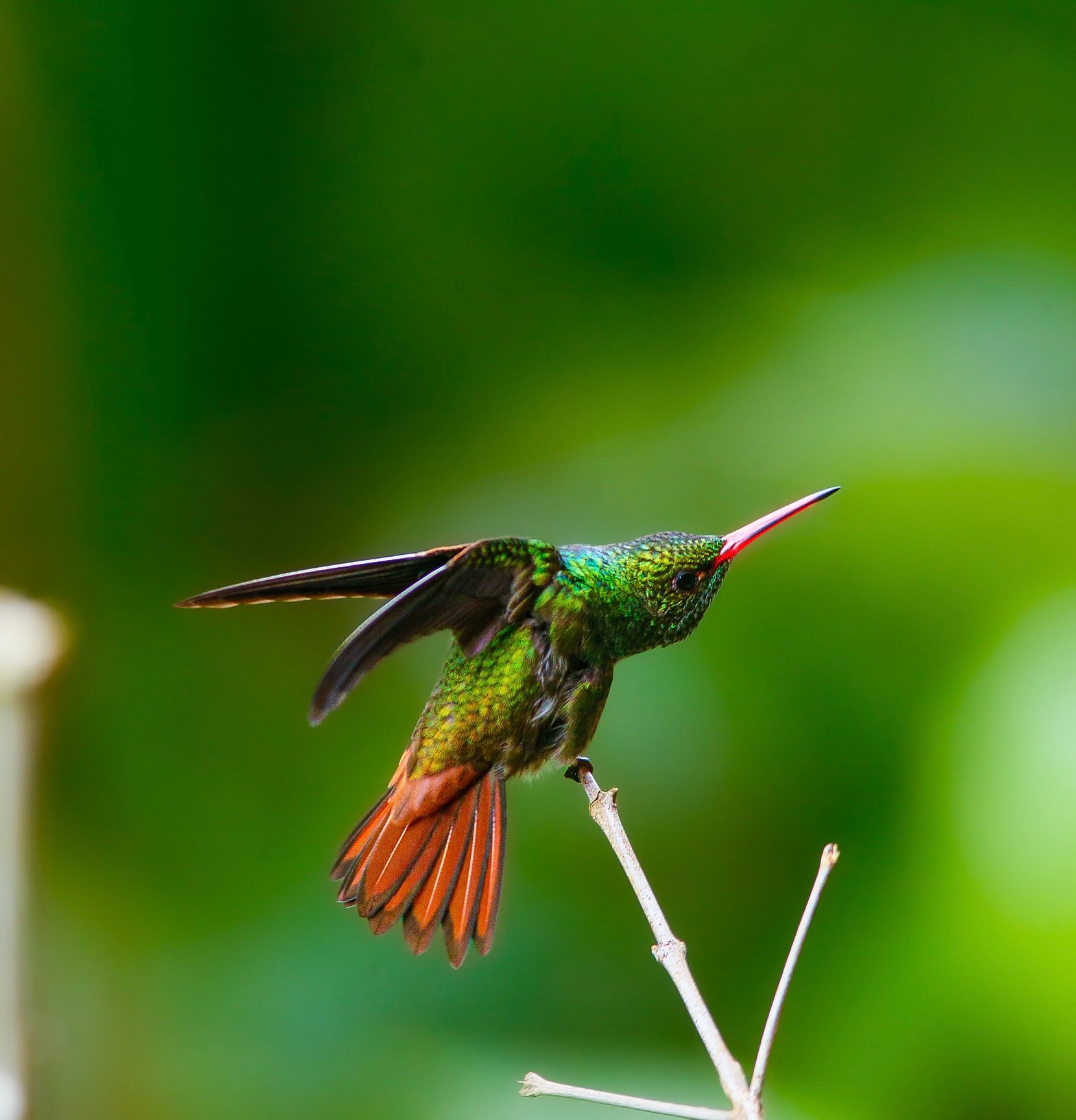 rufoustailedhummingbird