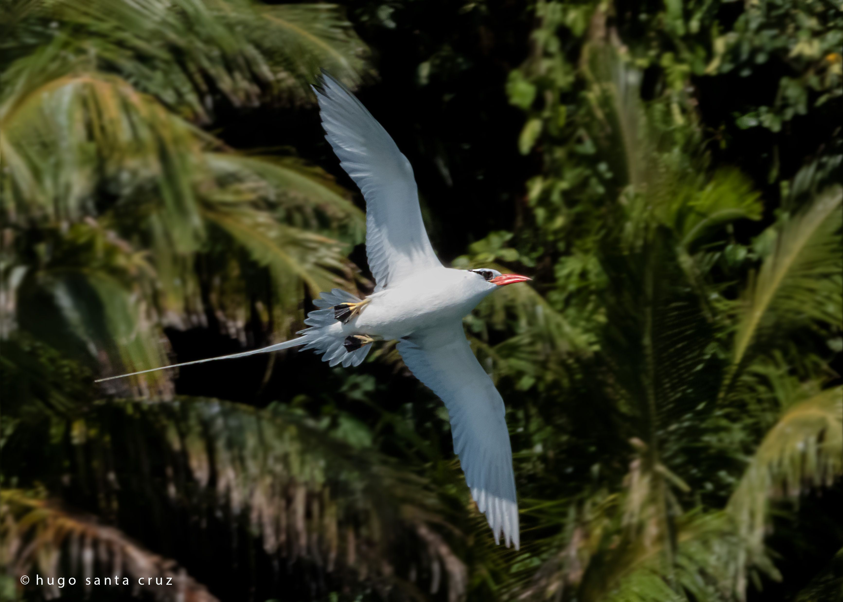 Birdwatching Video Bocas del Toro