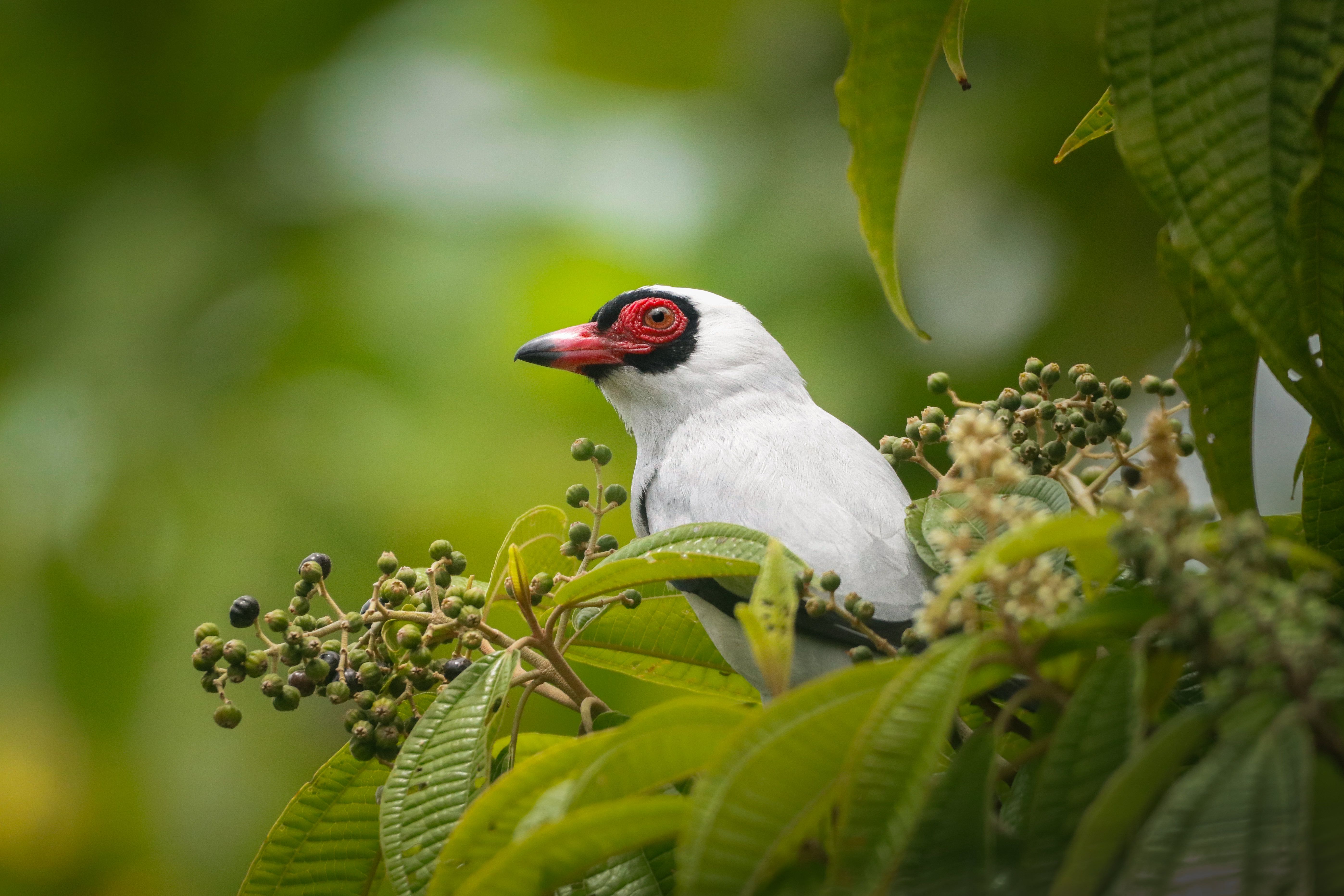 Canopy Observation Tower Bird List