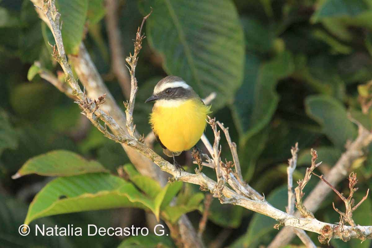 Birds of Bocas del Toro