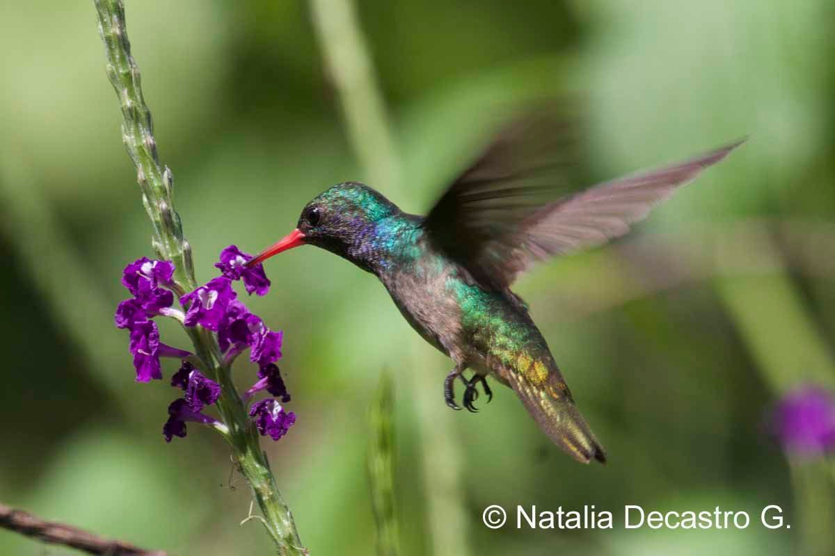 Blue-throated Goldentail at Tranquilo Bay