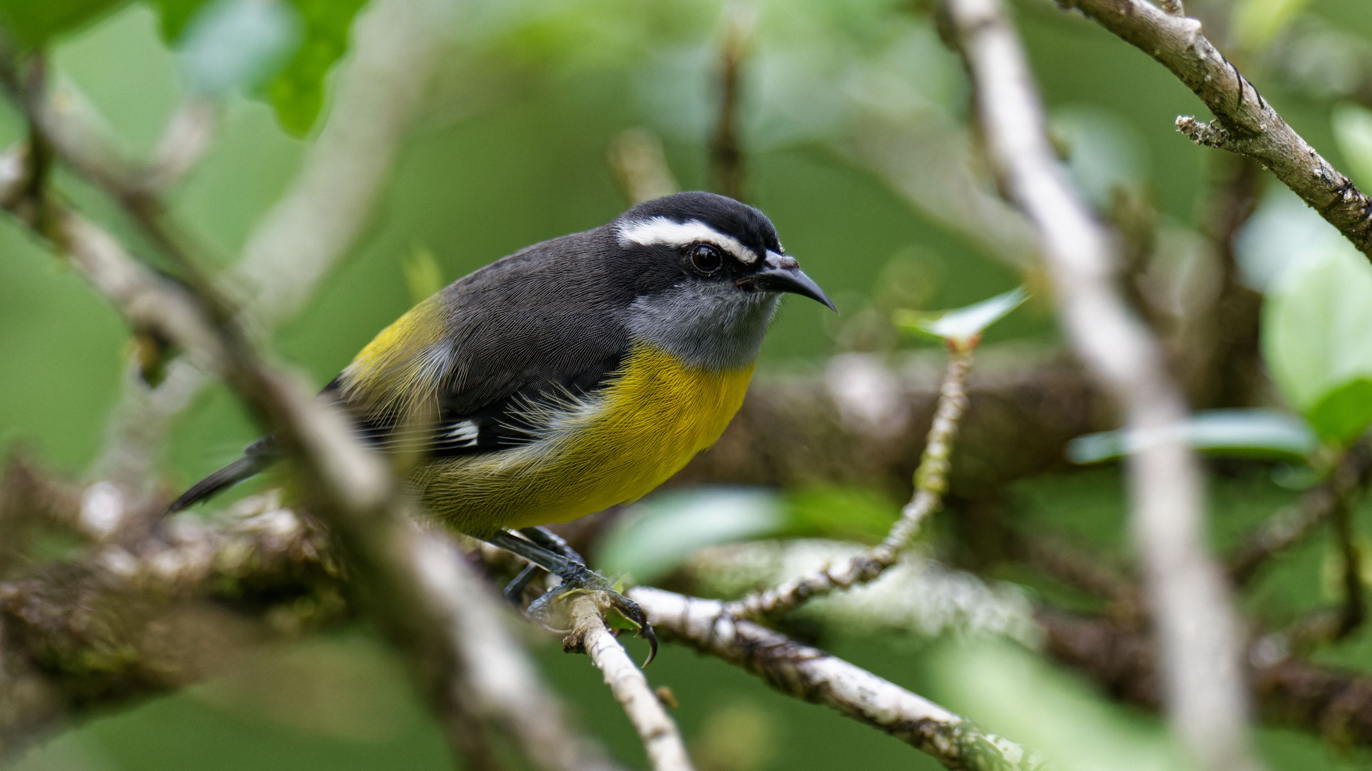 What to Expect on a Group Birding Tour at Tranquilo Bay