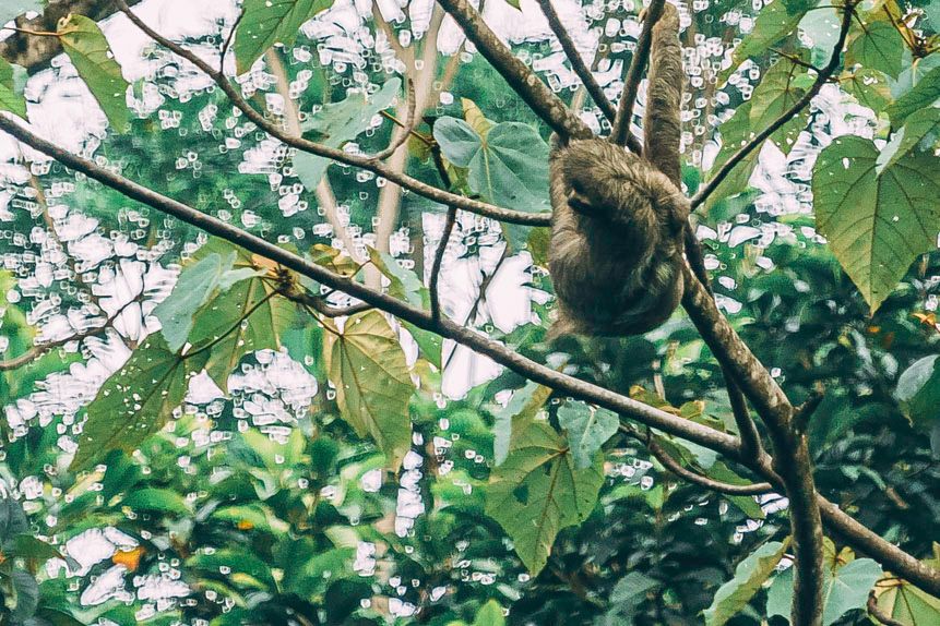 Hanging Sloth