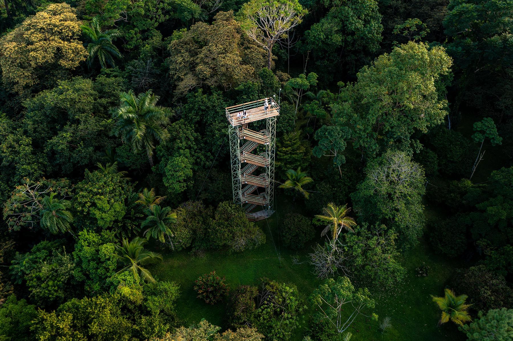 Bocas Canopy Observation Tower