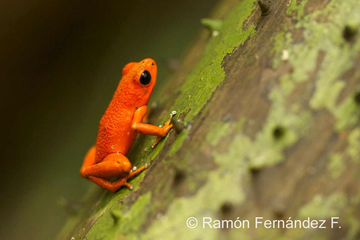 Red Poison Dart Frog Bocas del Toro