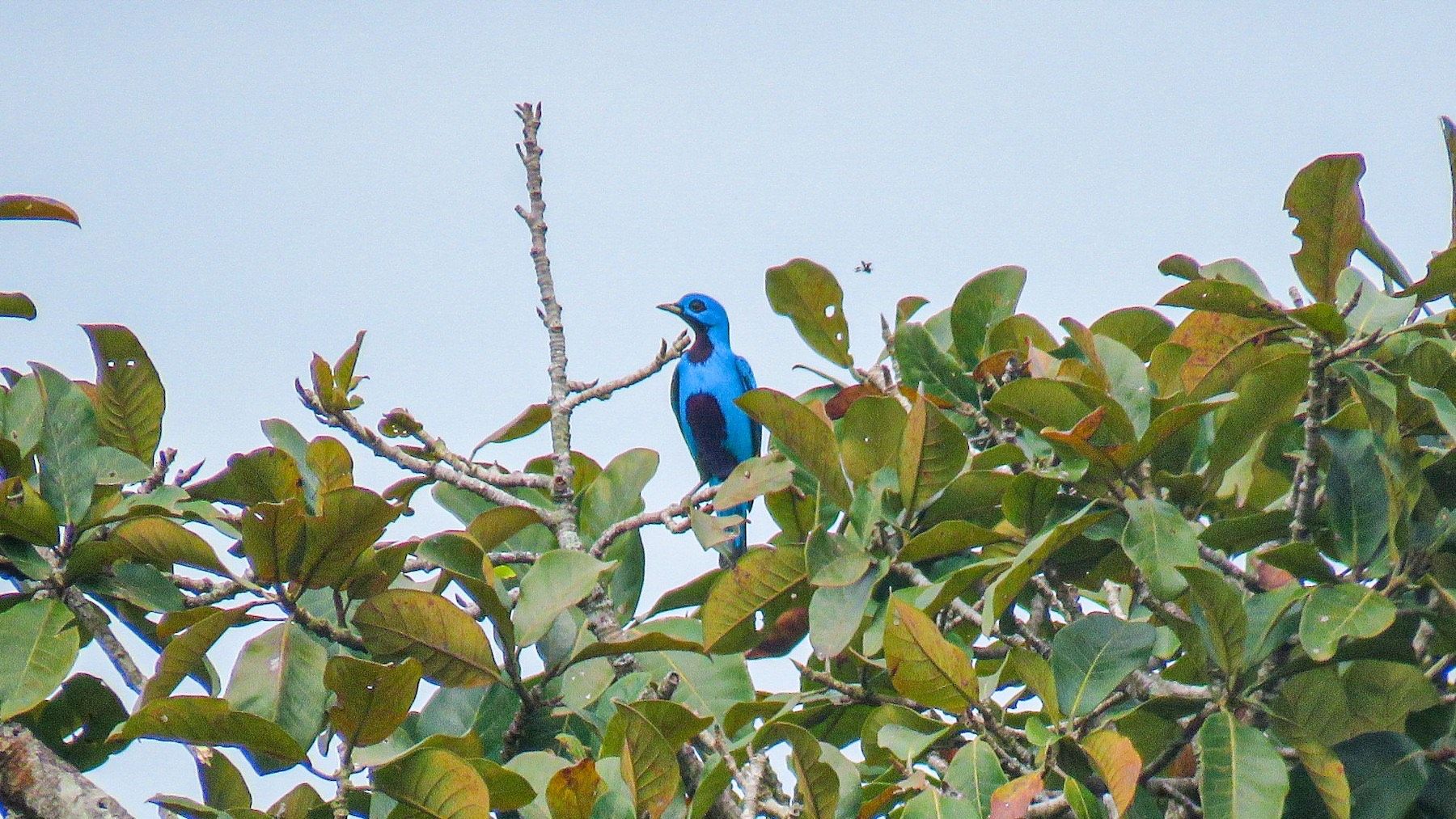 Blue Cotinga Bocas del Toro