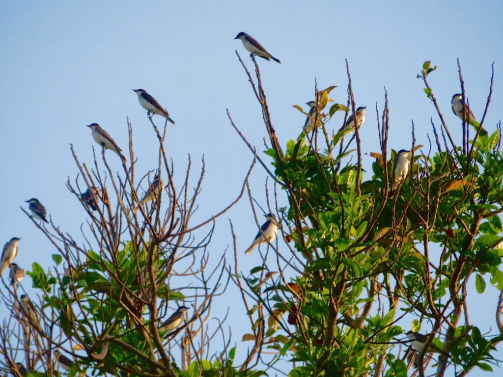 Fall migration birds