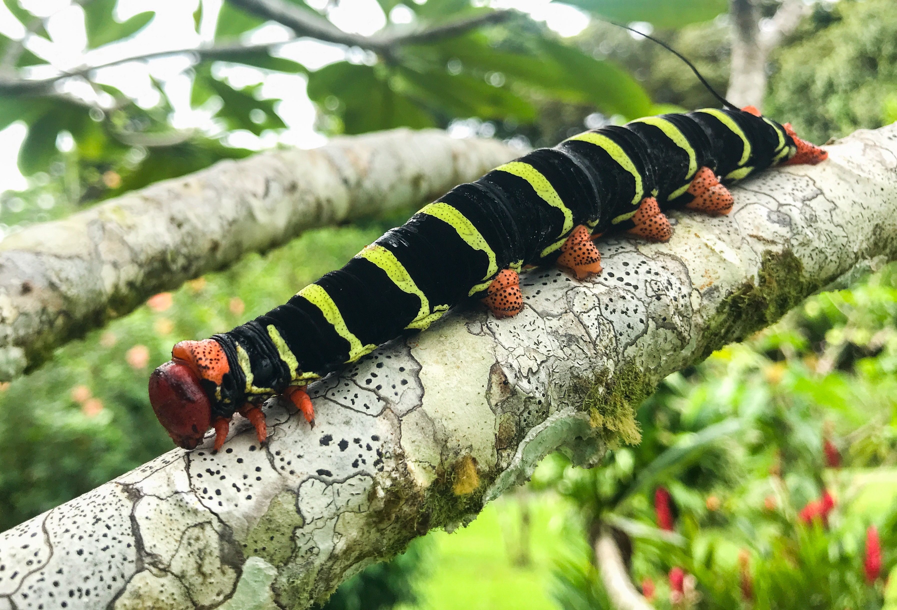 Caterpillar of the Tetrio Sphinx Moth