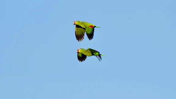 Red-fronted Parrots