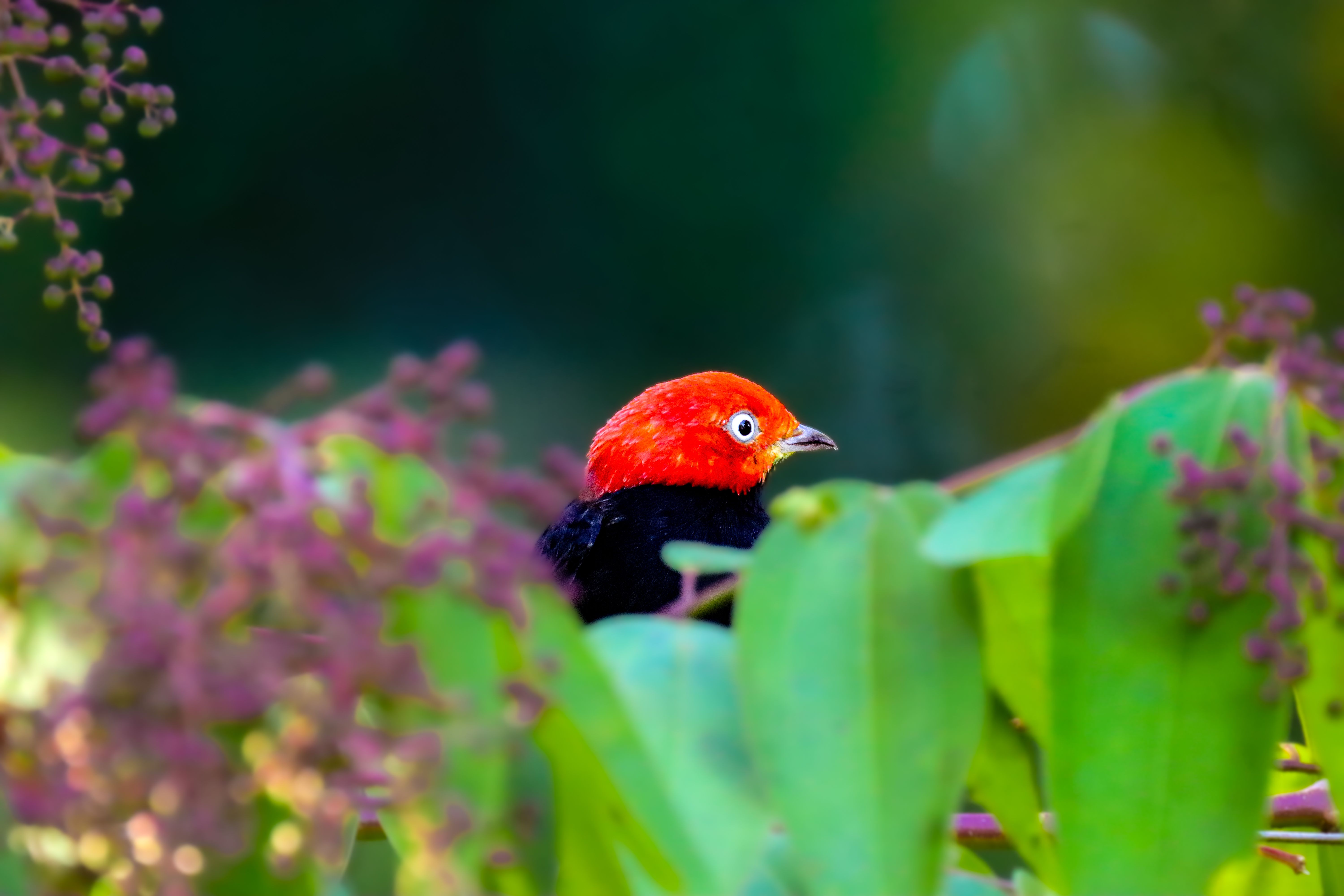 Red-capped Manakin