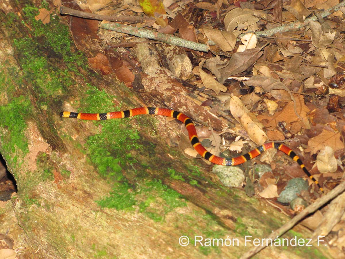 Coral Snake with its warning coloration by Natalia Decastro G