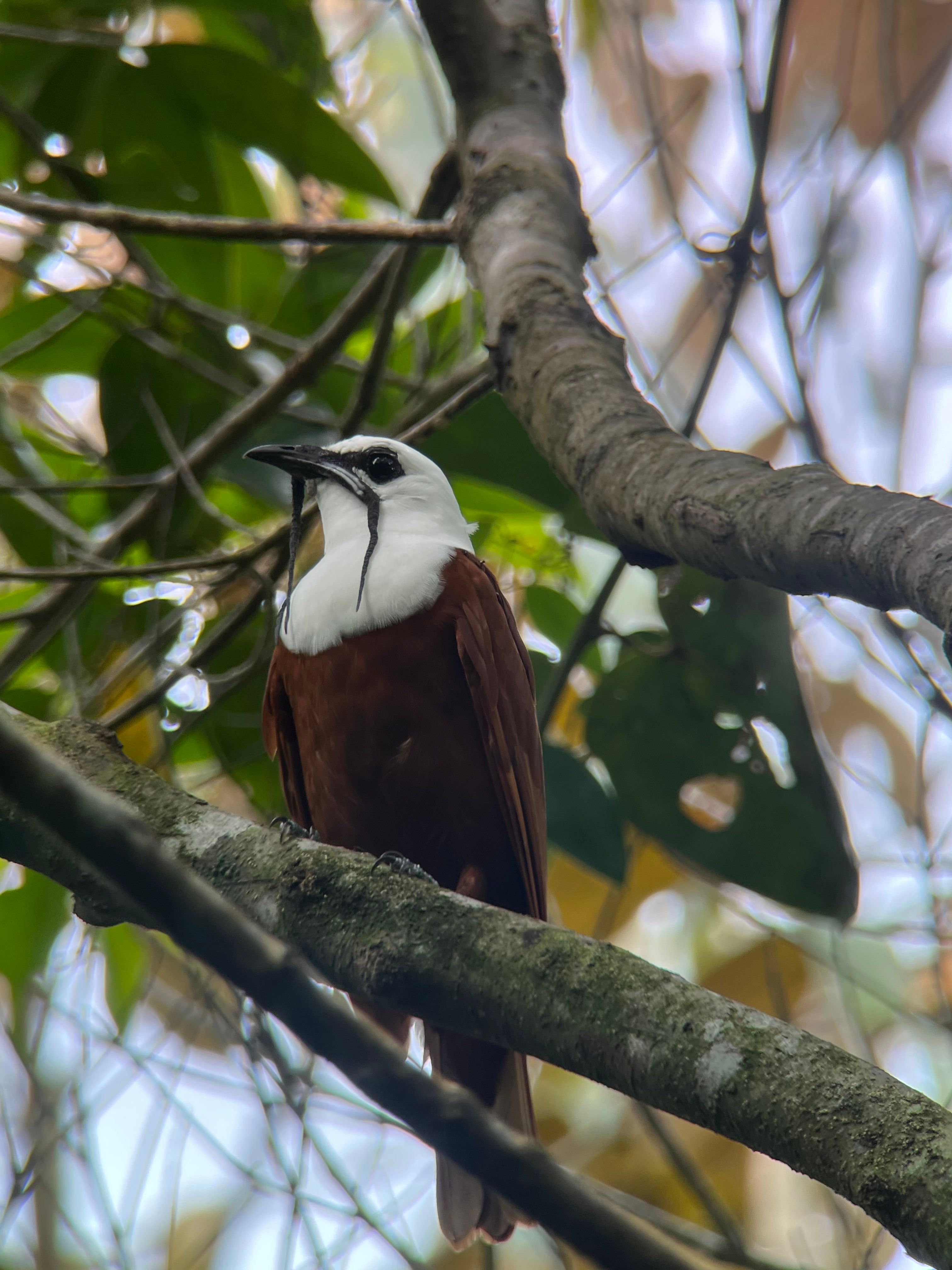 three-wattled bellbird