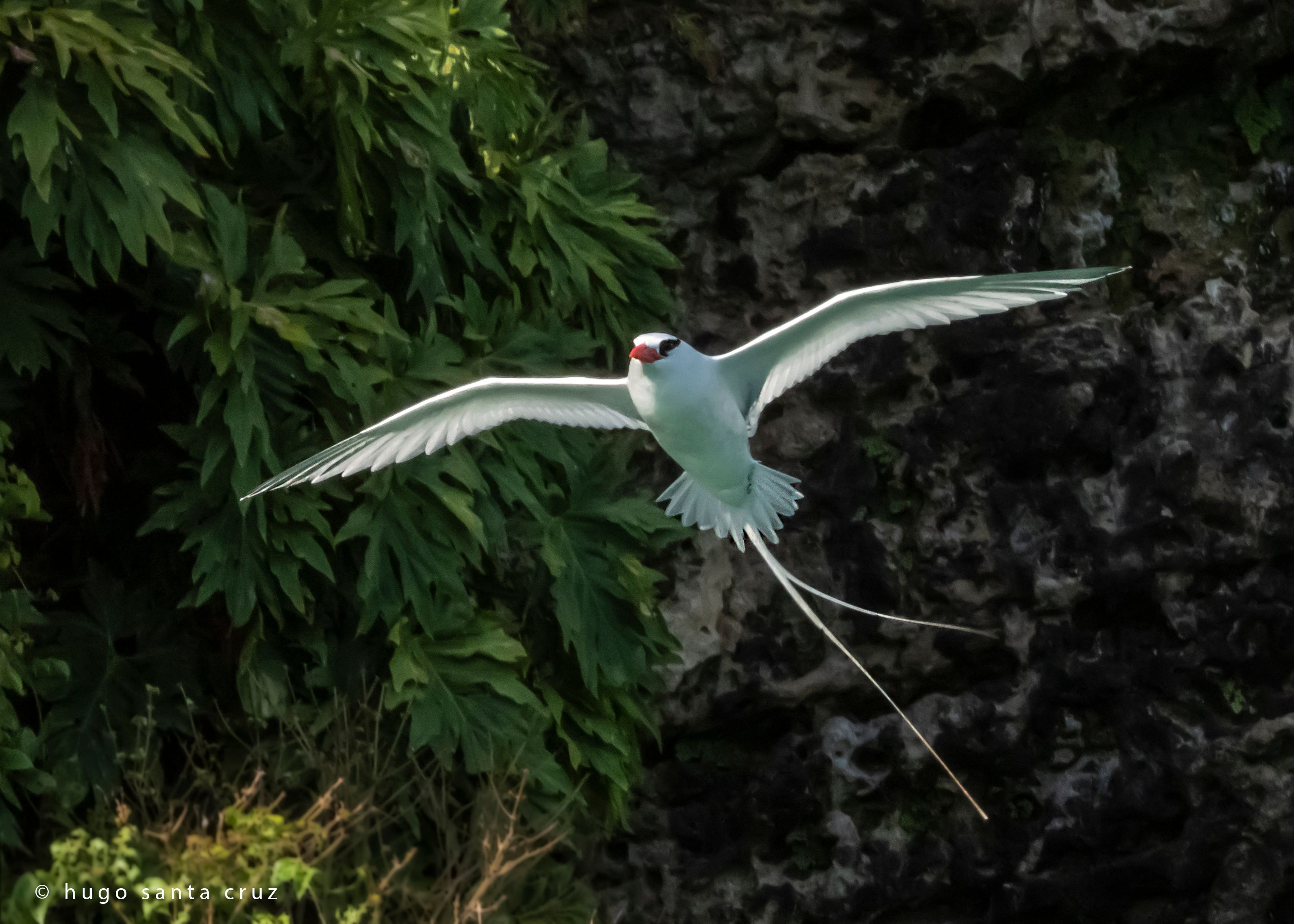 red billed tropicbird
