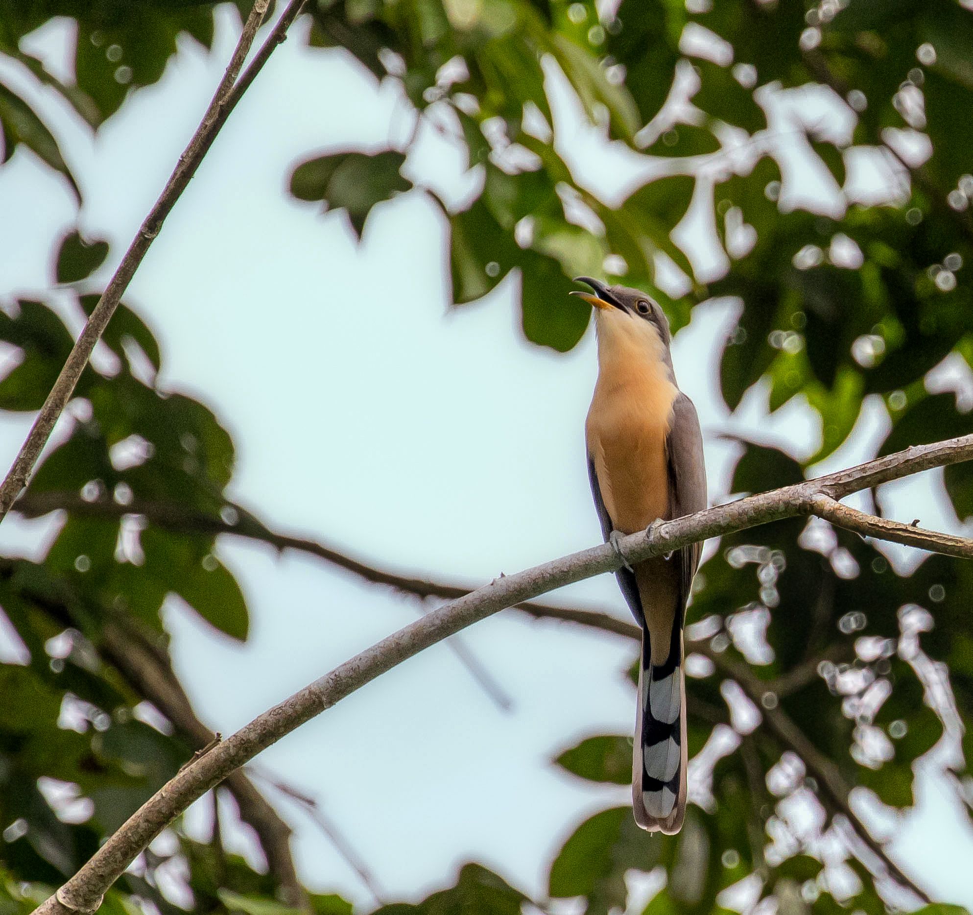 Mangrove Cuckoo