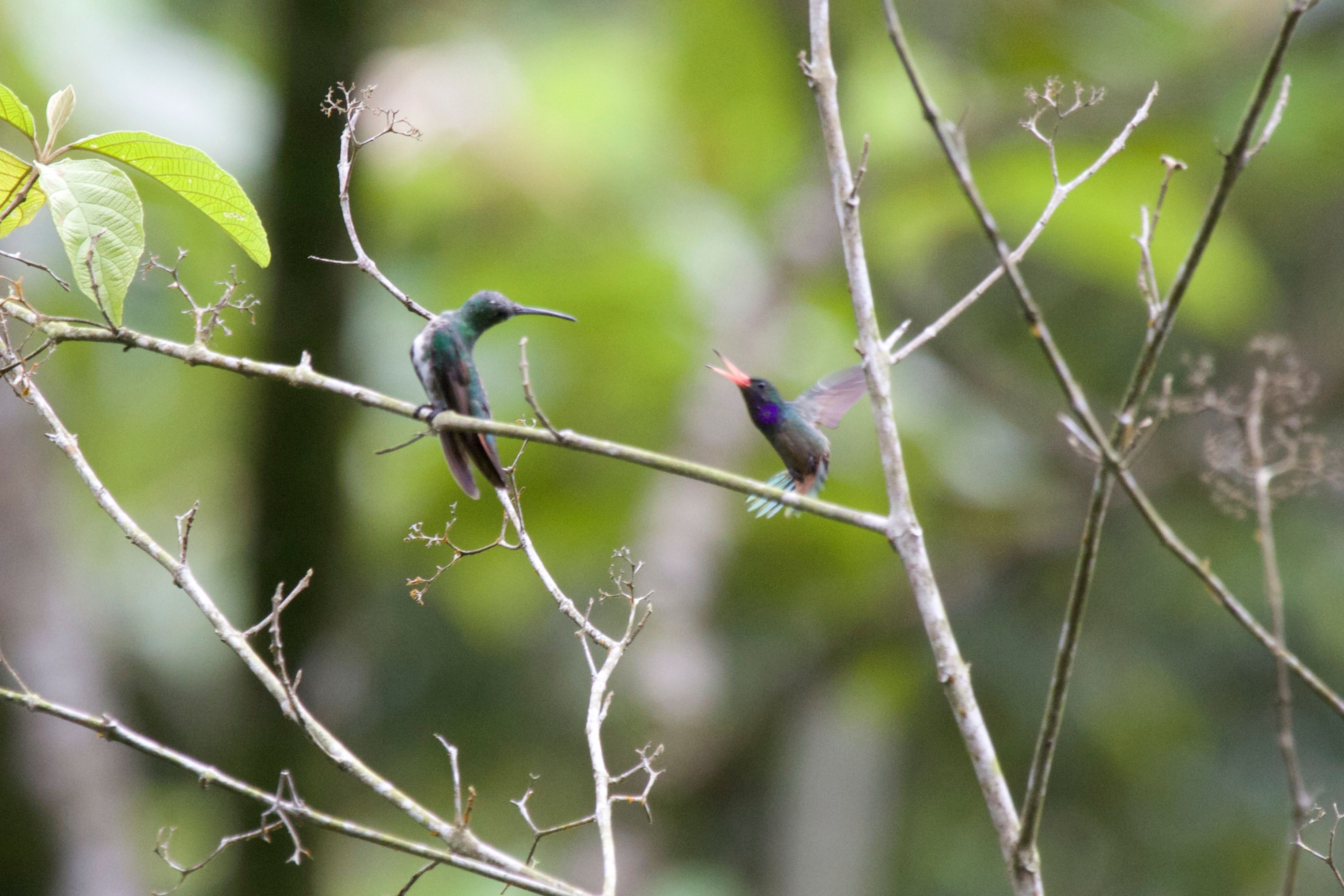 New sightings for our Western Caribbean Slope bird-list