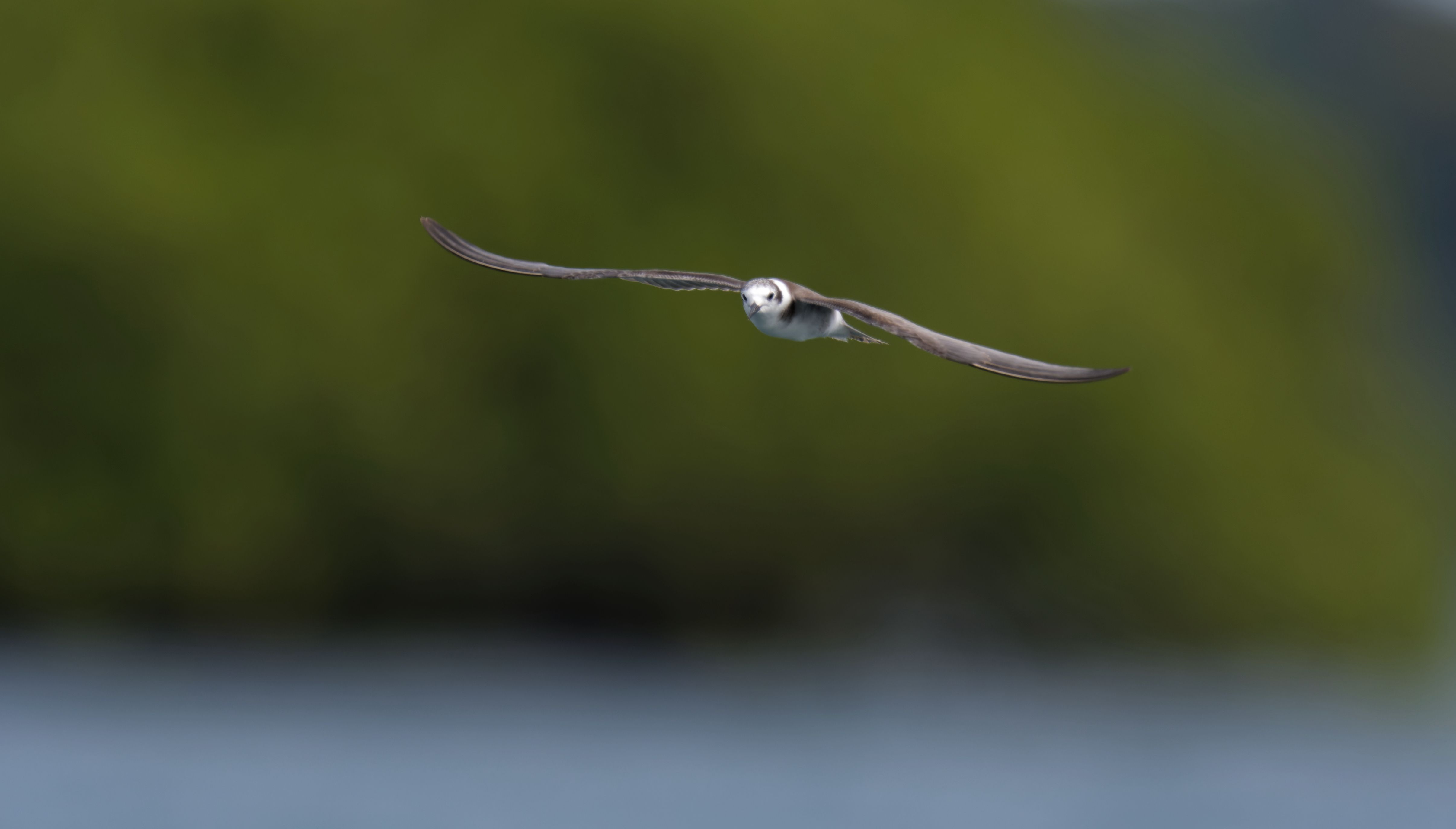 Diverse and Flexible Birding Tour Options in Panama