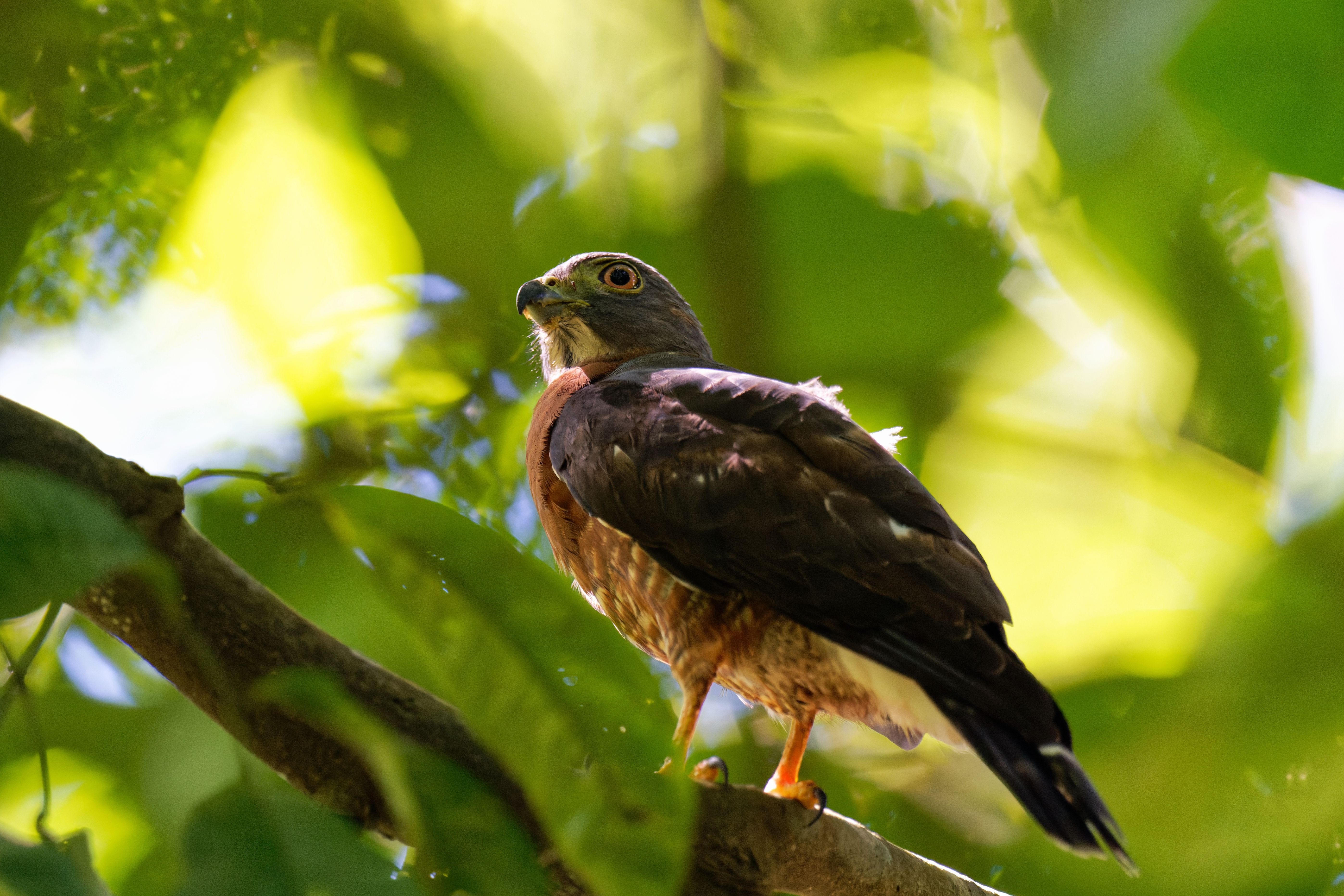 Canopy Observation Tower Bird List