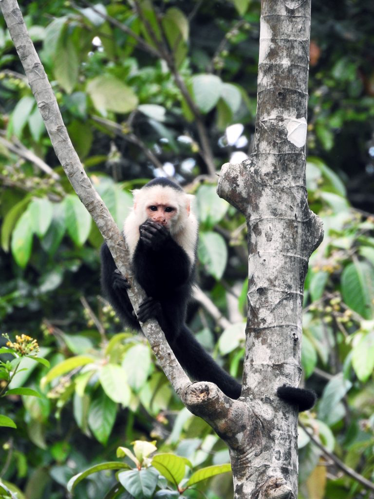 Bocas Eco Lodge story about monkeys