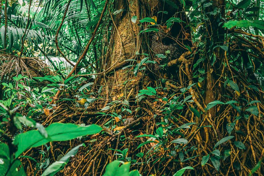 habitats: mangroves + rainforest + coastline